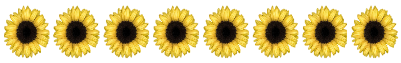 sunflowes.png