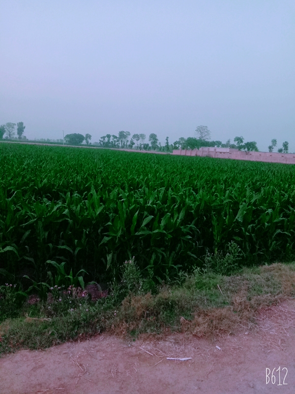 B612_20210411_183745_951.jpg