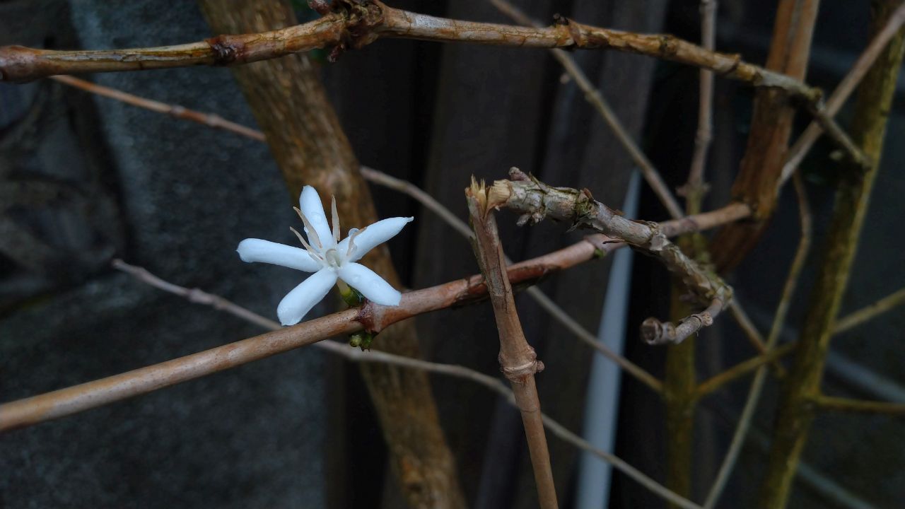 花園春意