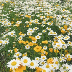 daisies.jpg