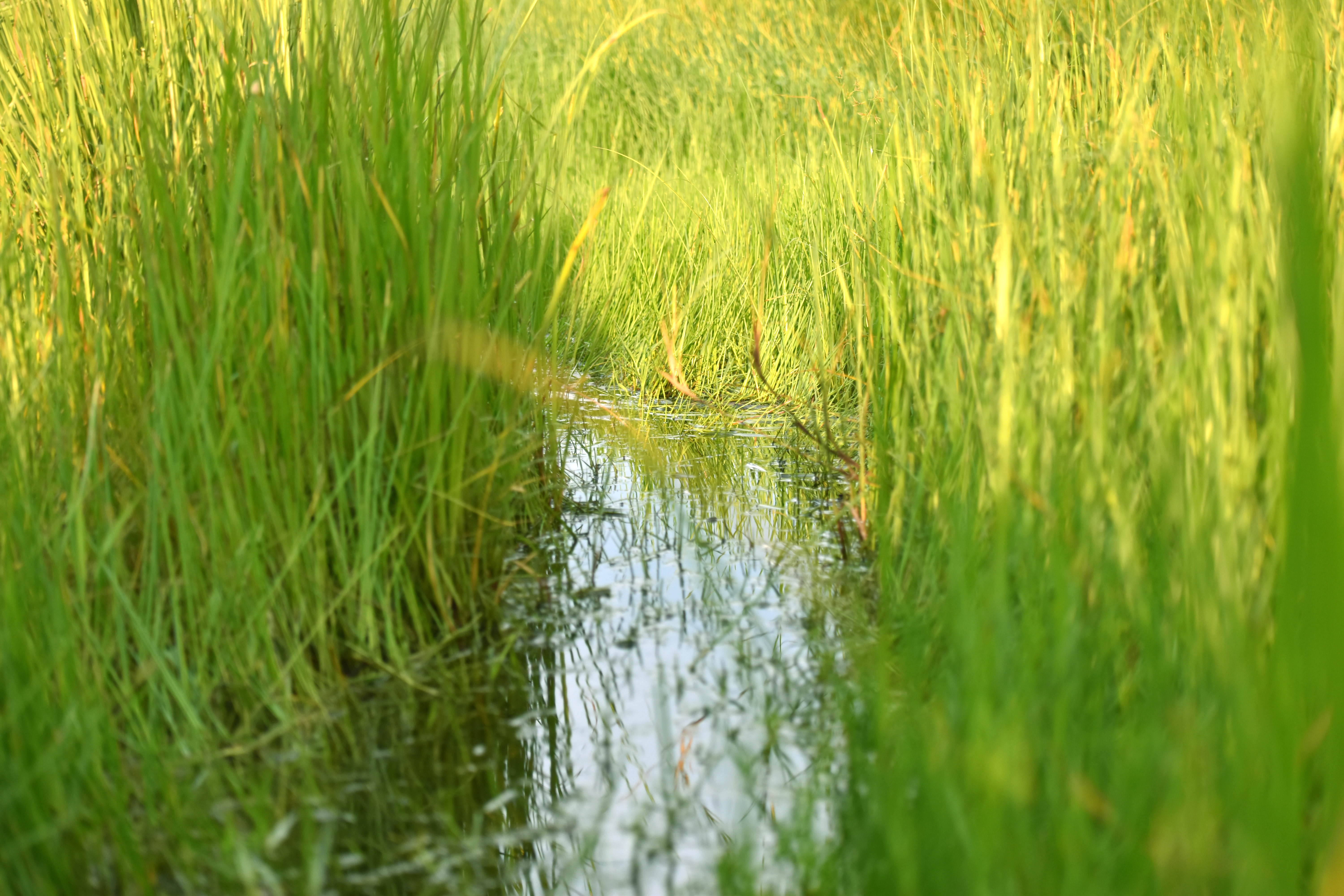 DSC_0046.JPG