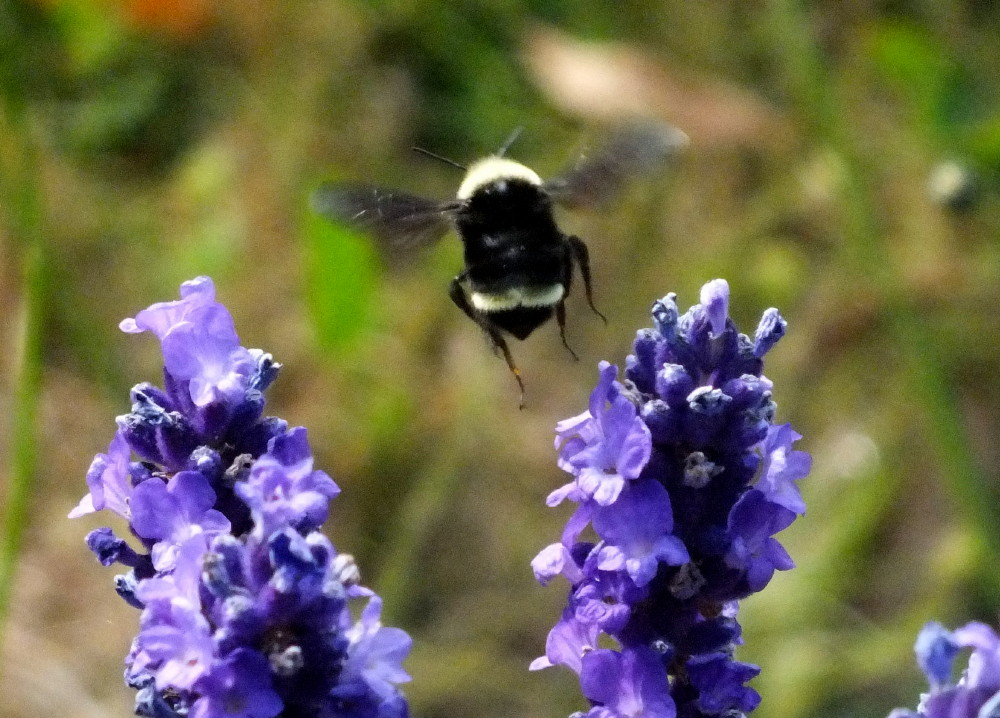 0256-Bee08.jpg