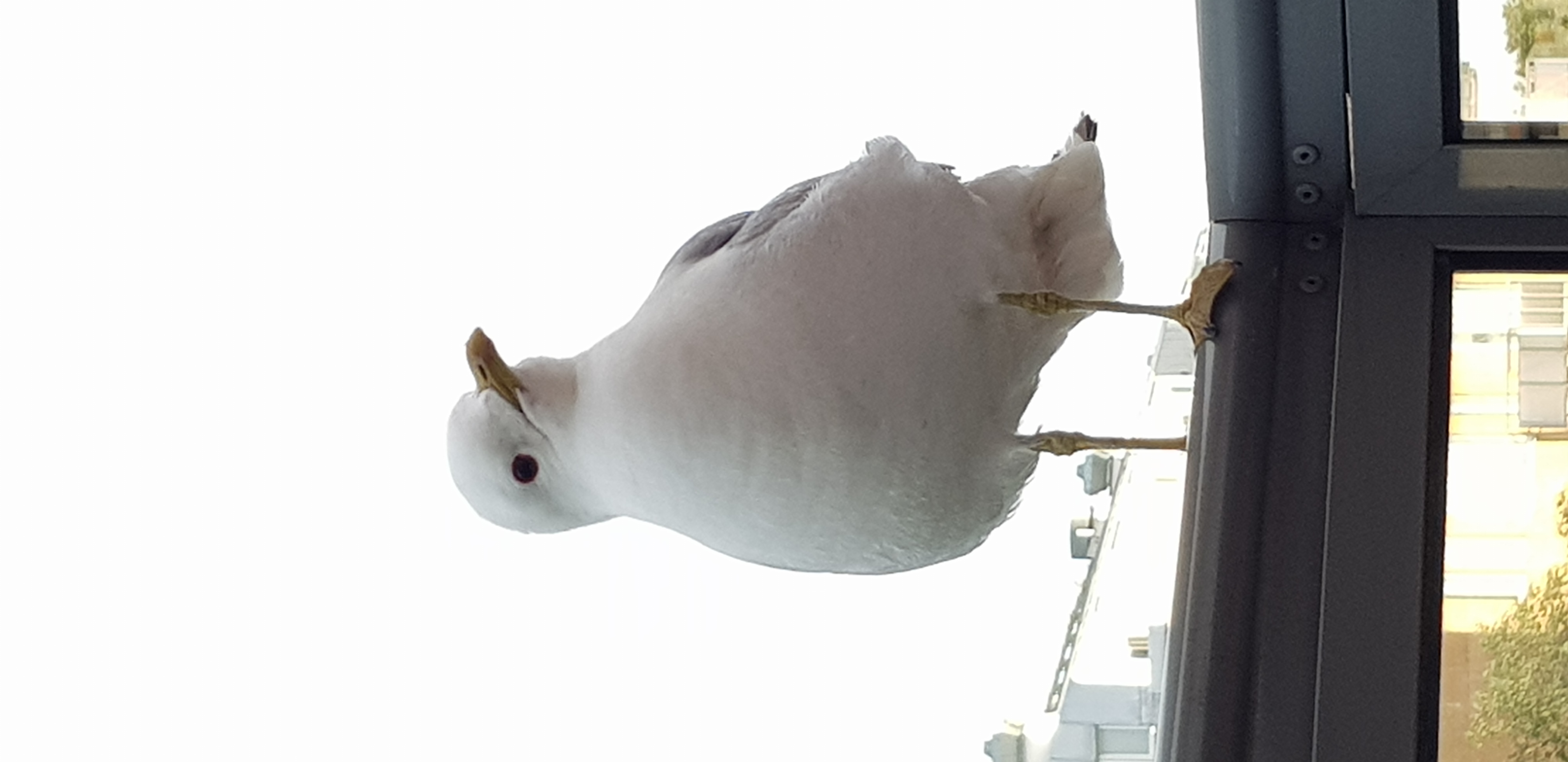20180626_200413.jpg