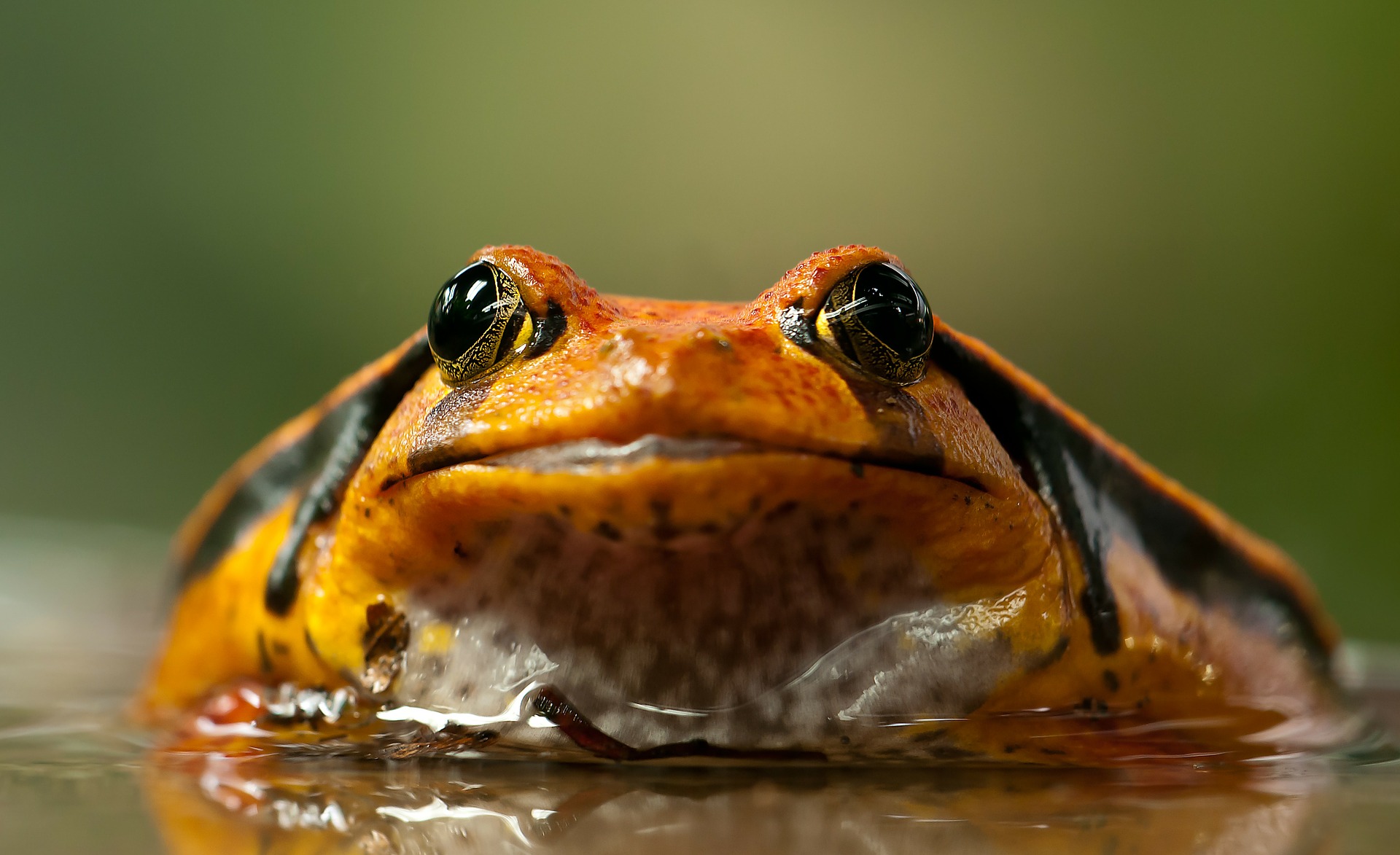 tomato-frog-208591_1920.jpg
