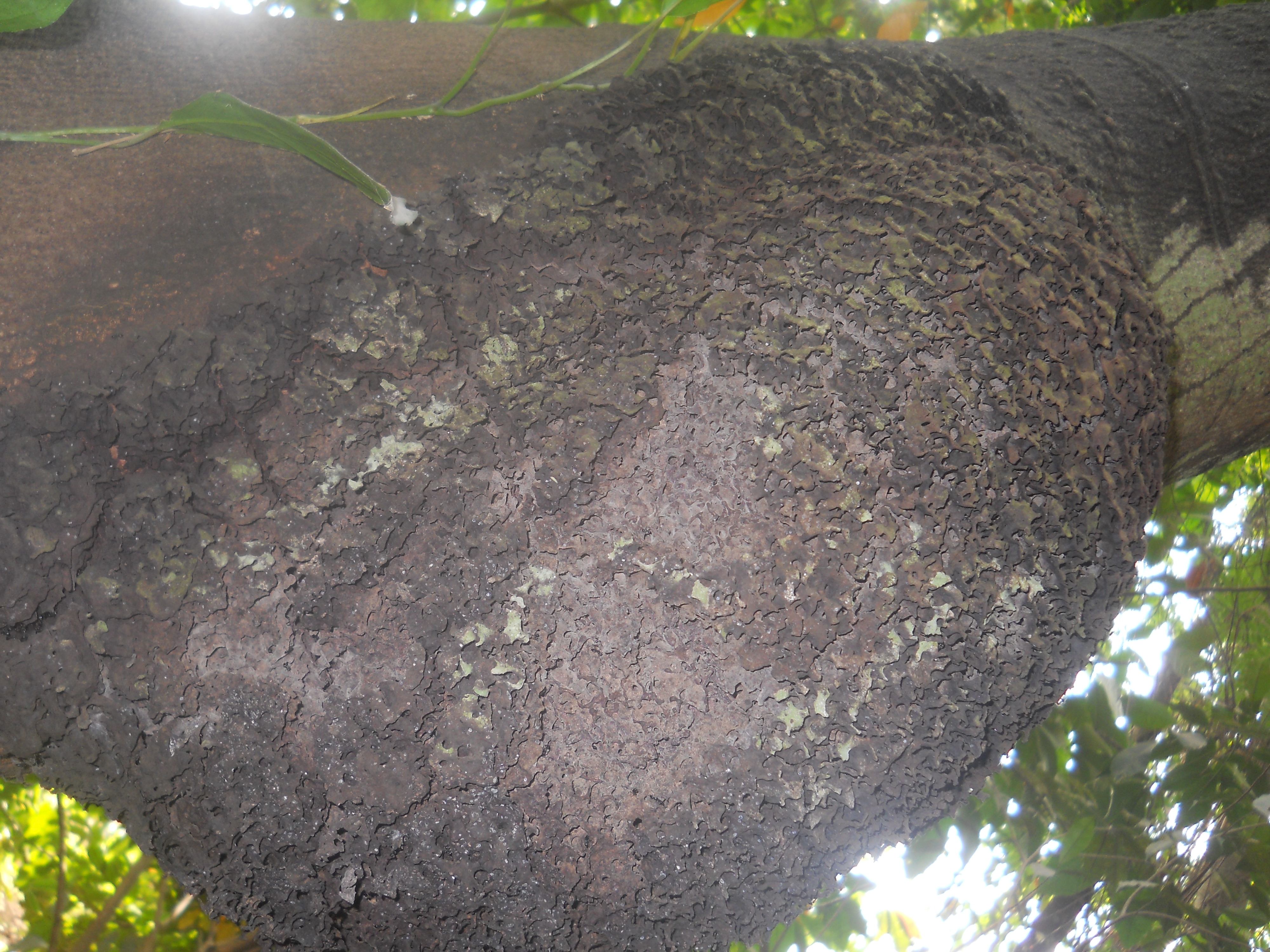 DSCN5340.JPG