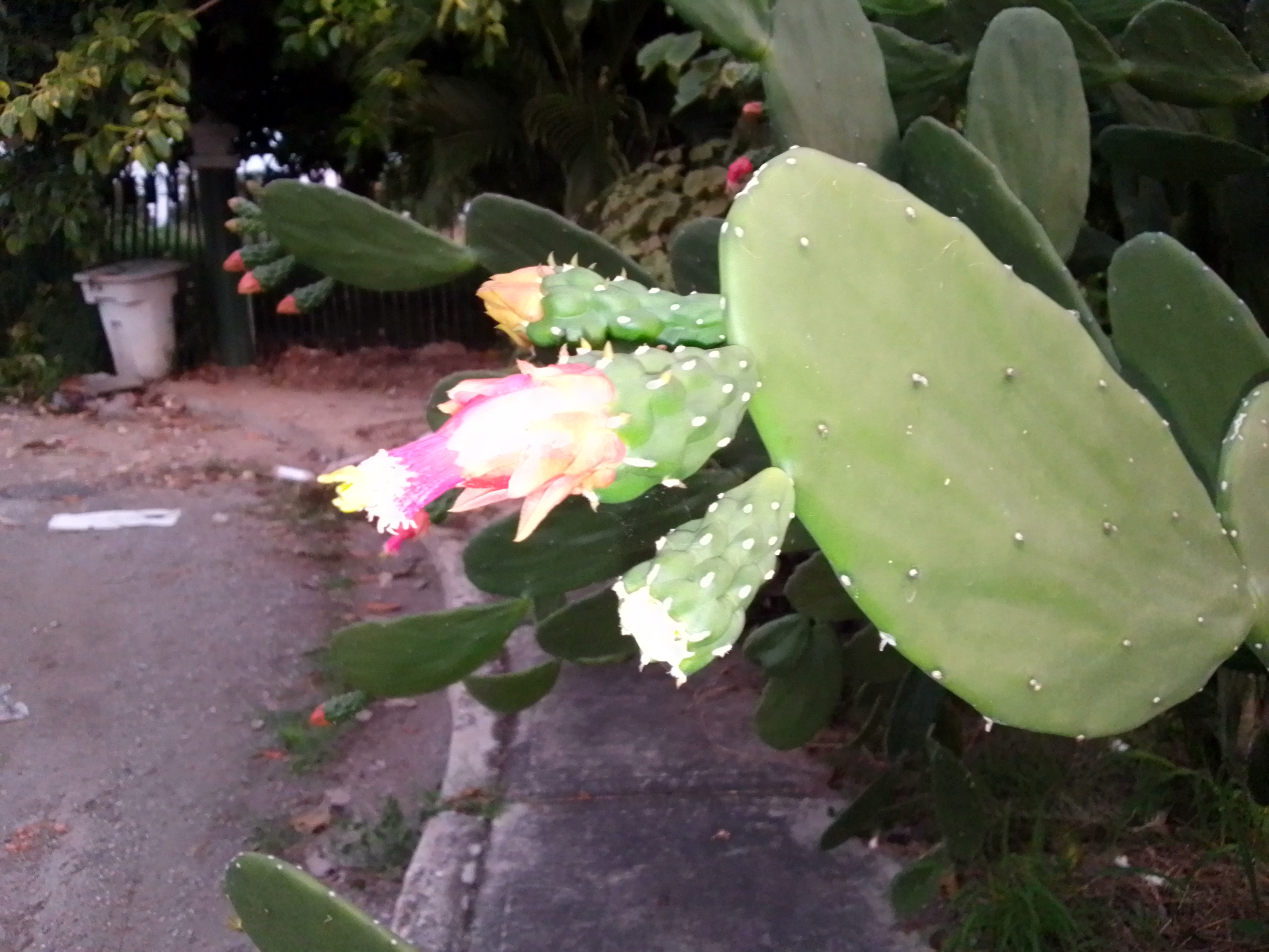 IMG_20230805_185813_367.jpg