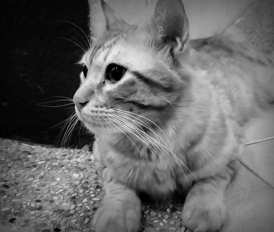 DSC_2429b.jpg