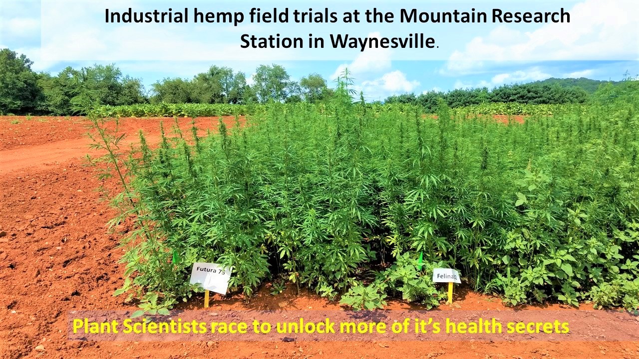 1 industrial hemp trials smaller yellow text (2).jpg