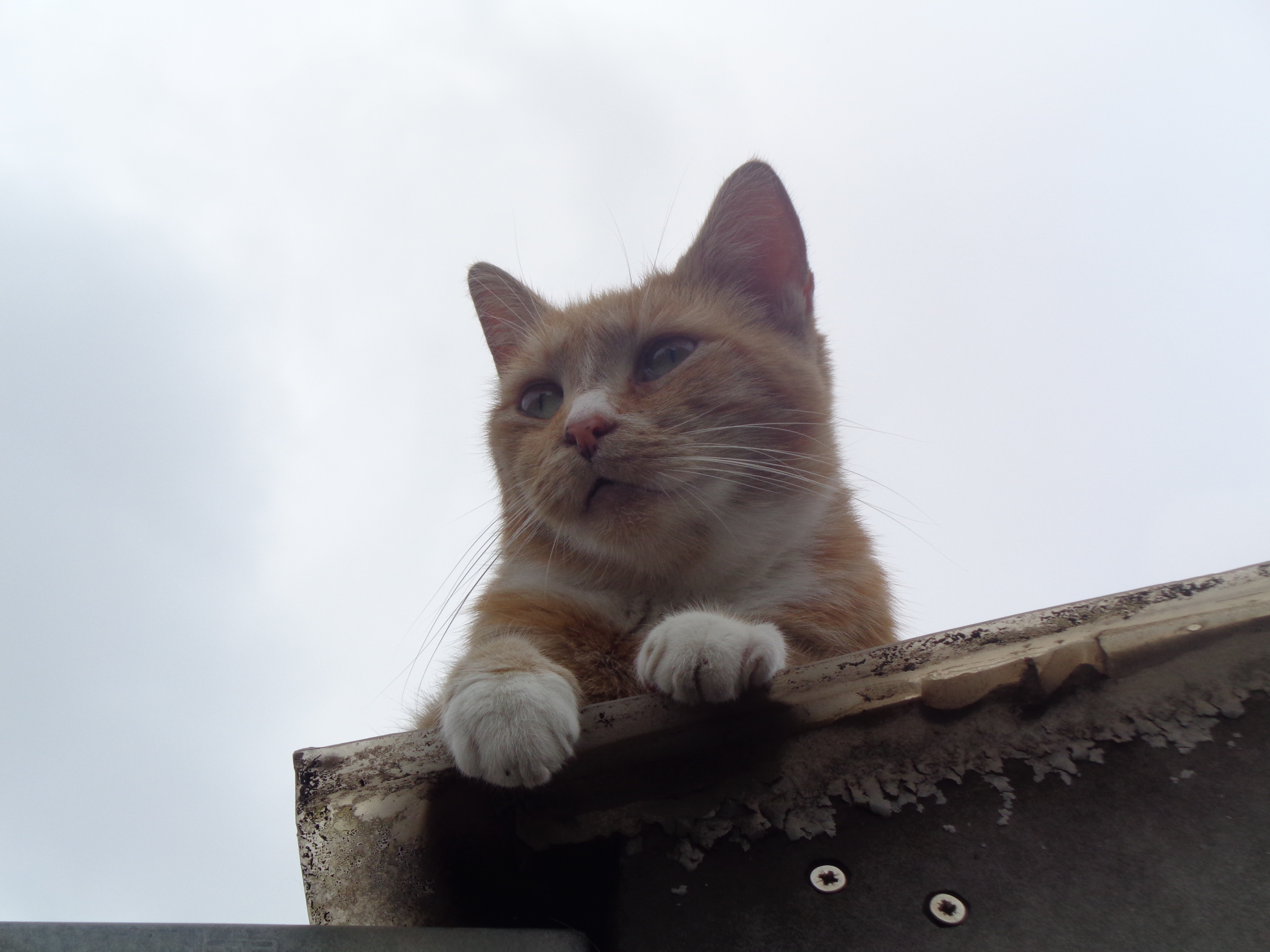 DSC02528.JPG