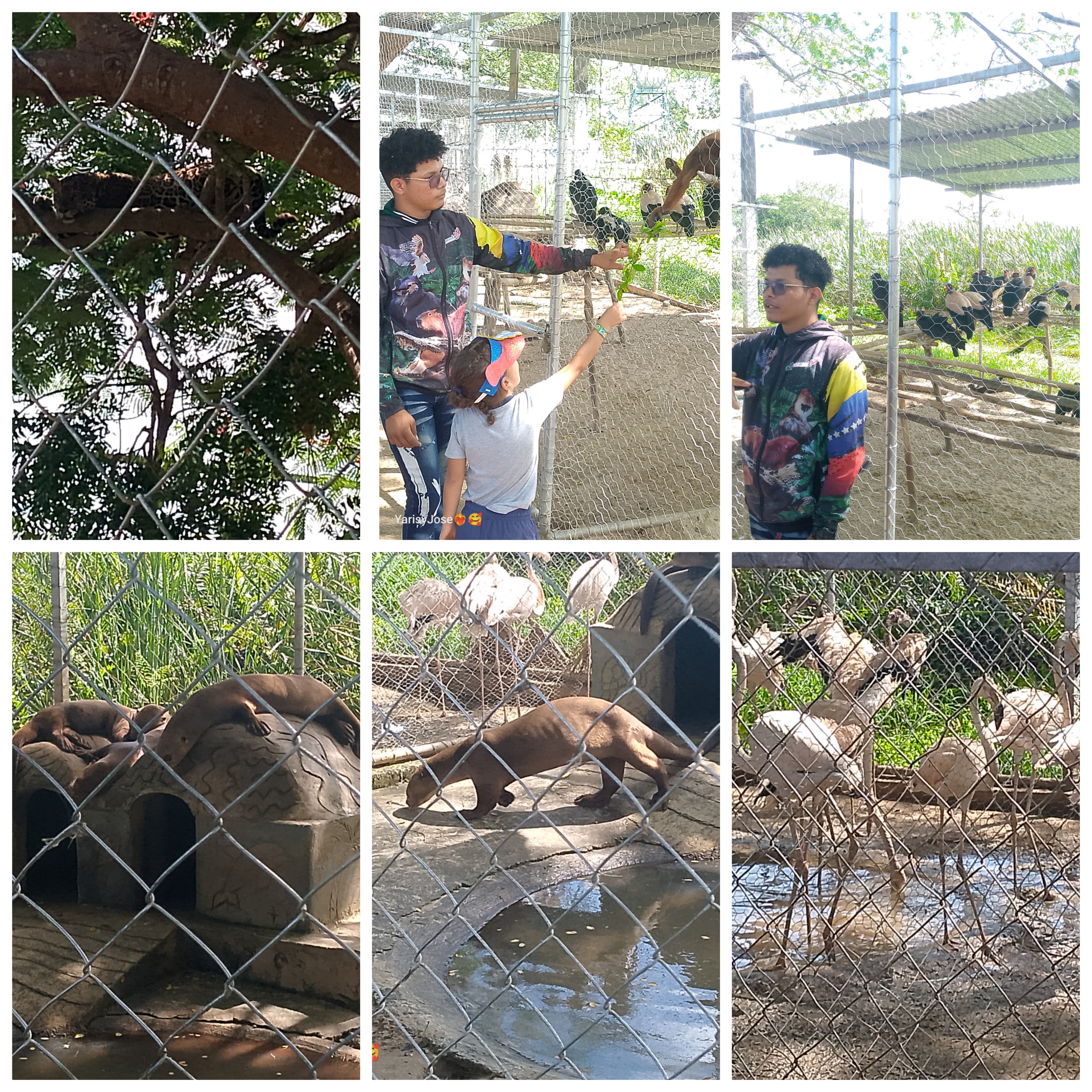 photocollage_2025517205556116.jpg
