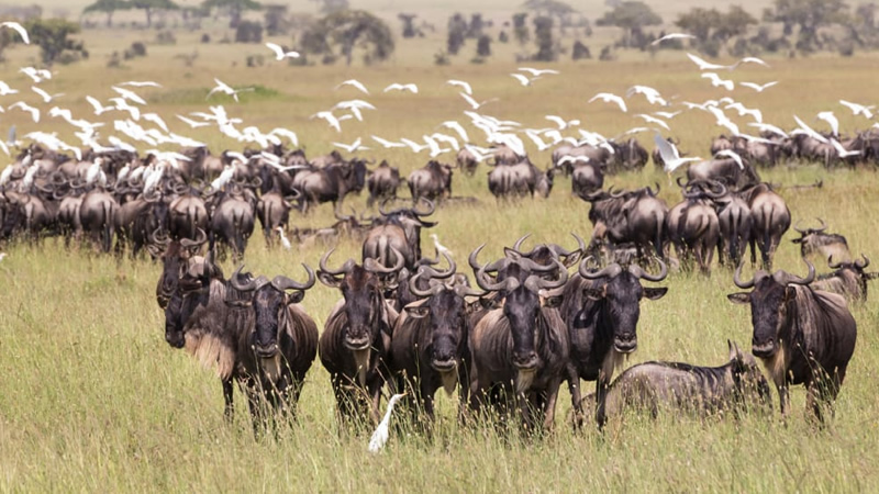Top 10 Reasons for Combined Kenya and Tanzania Safaris.jpg