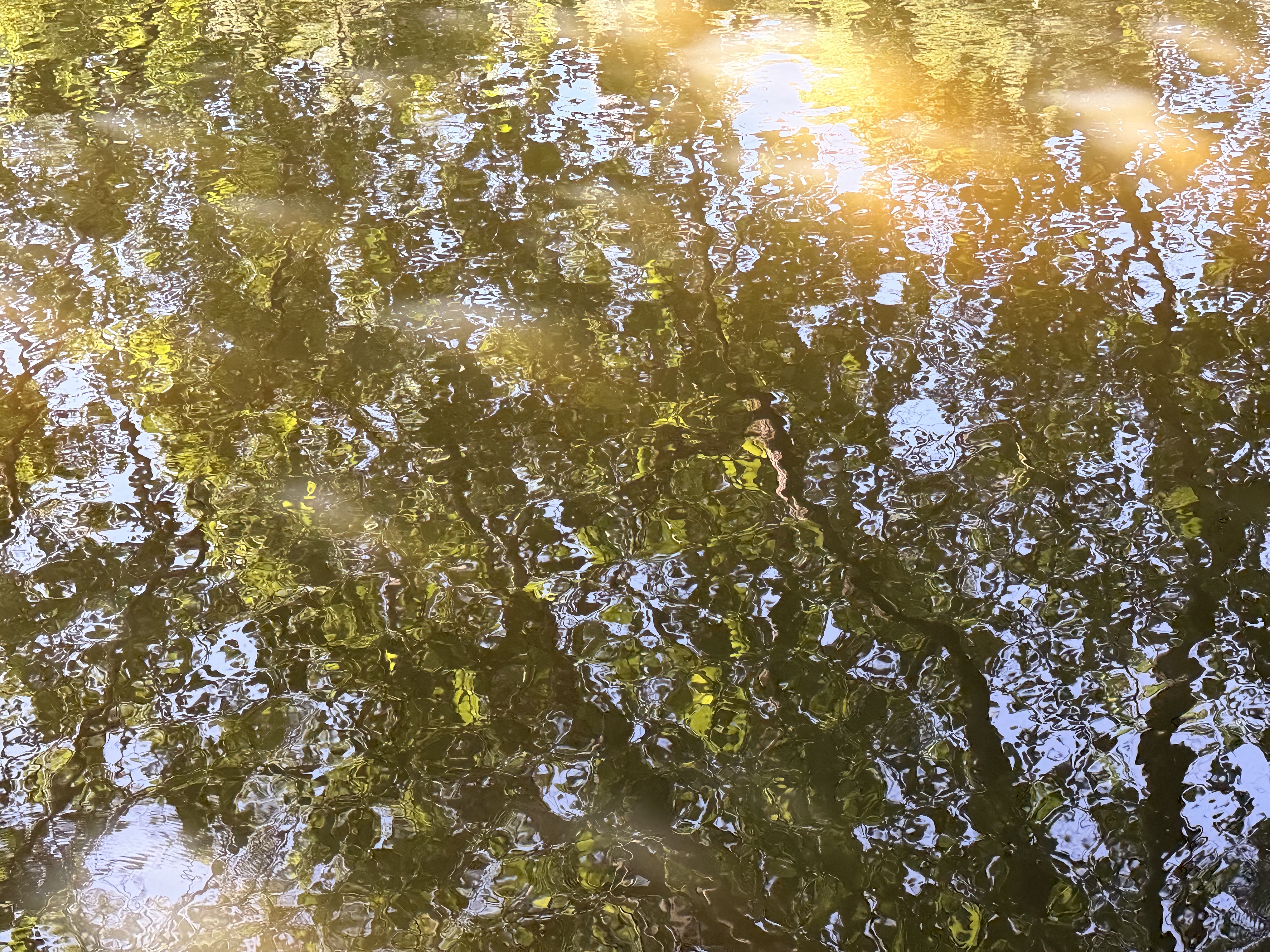 IMG_1873.jpeg