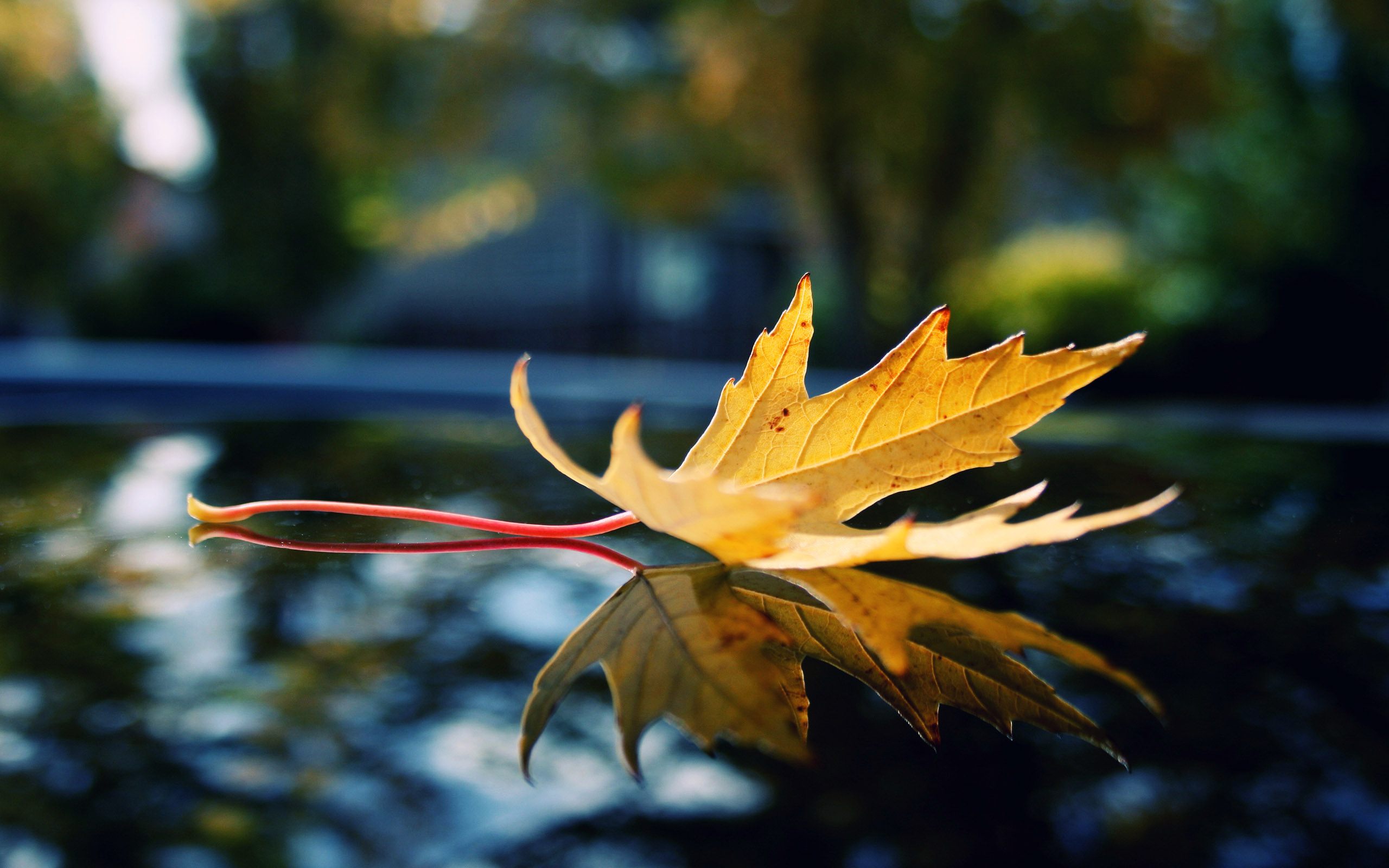 reflection-wallpapers-28025-532152.jpg