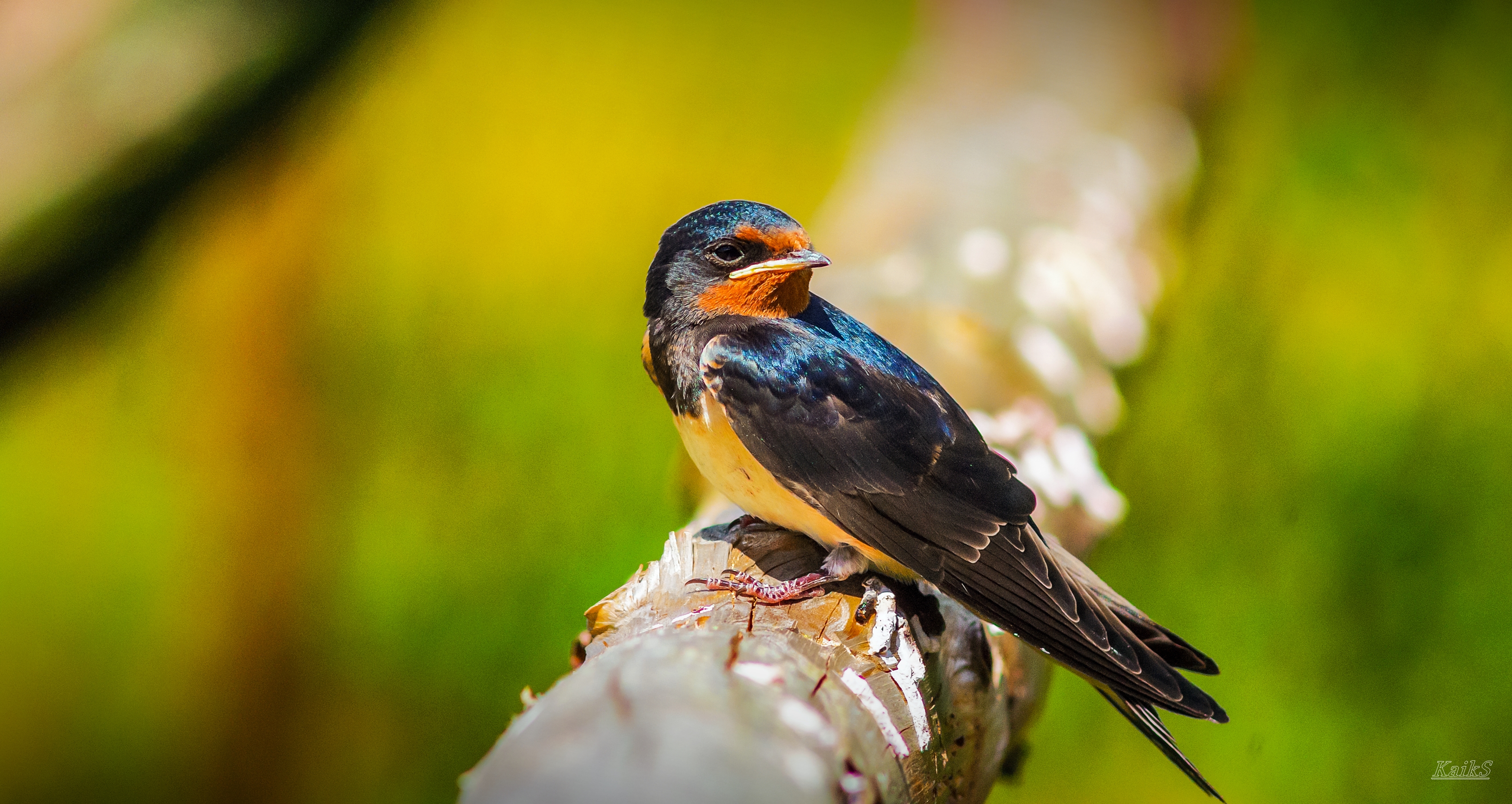 Jaskolka Hirundo Rustica Steemit