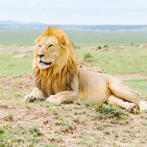 lion.jpg