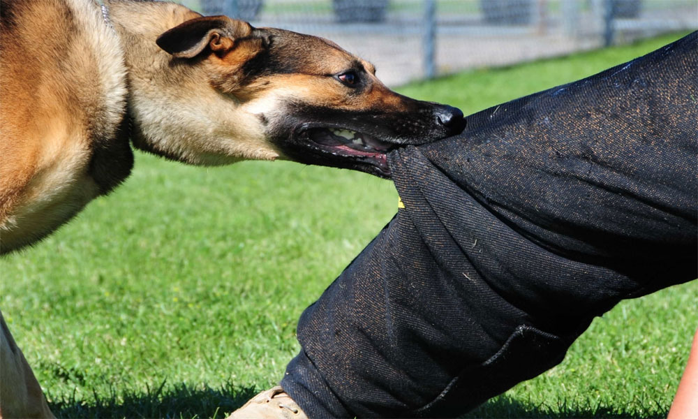 image_search_1713500428201.jpg