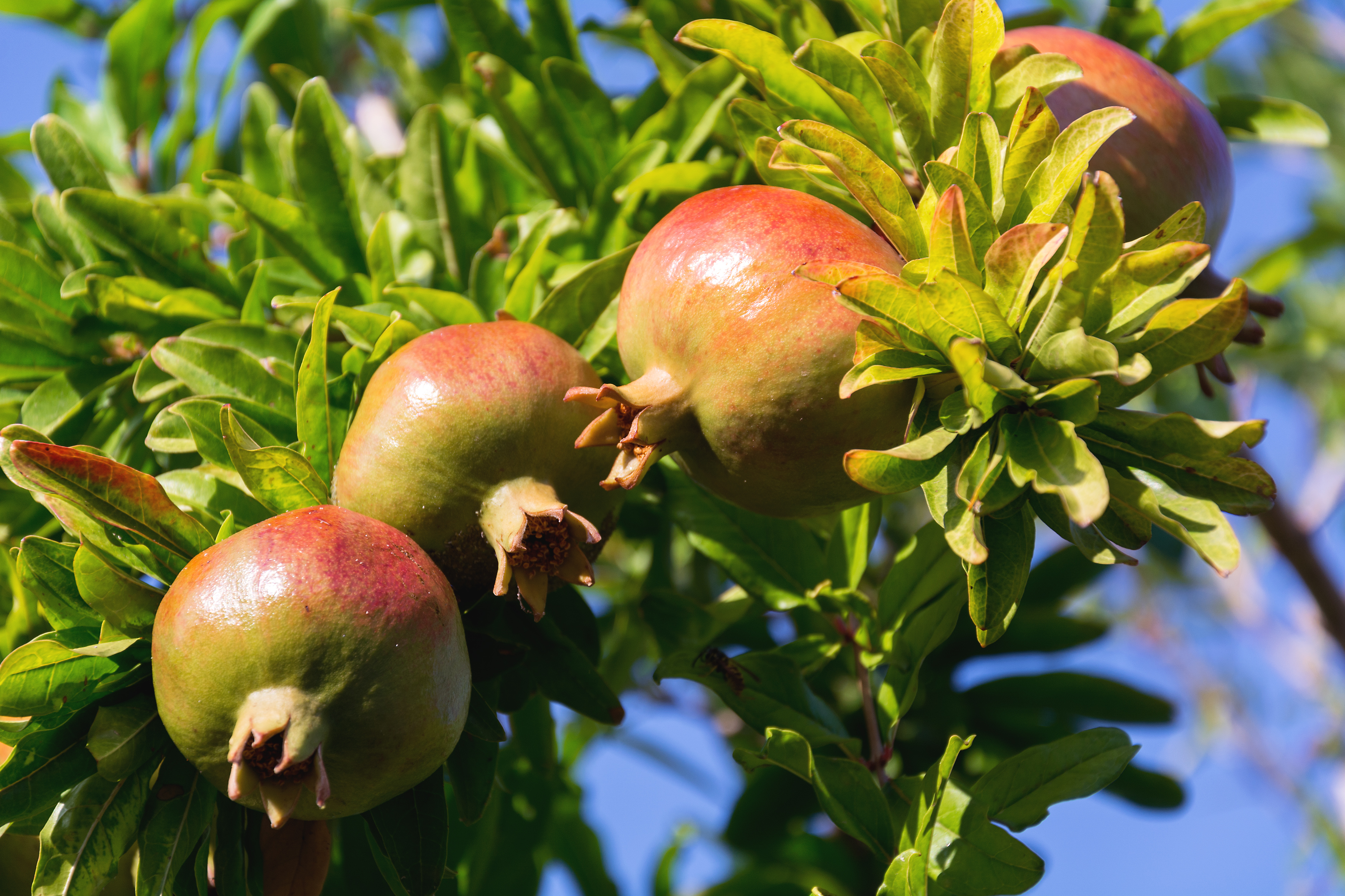 pomegranate-fruit-growing-on-a-tree.jpg