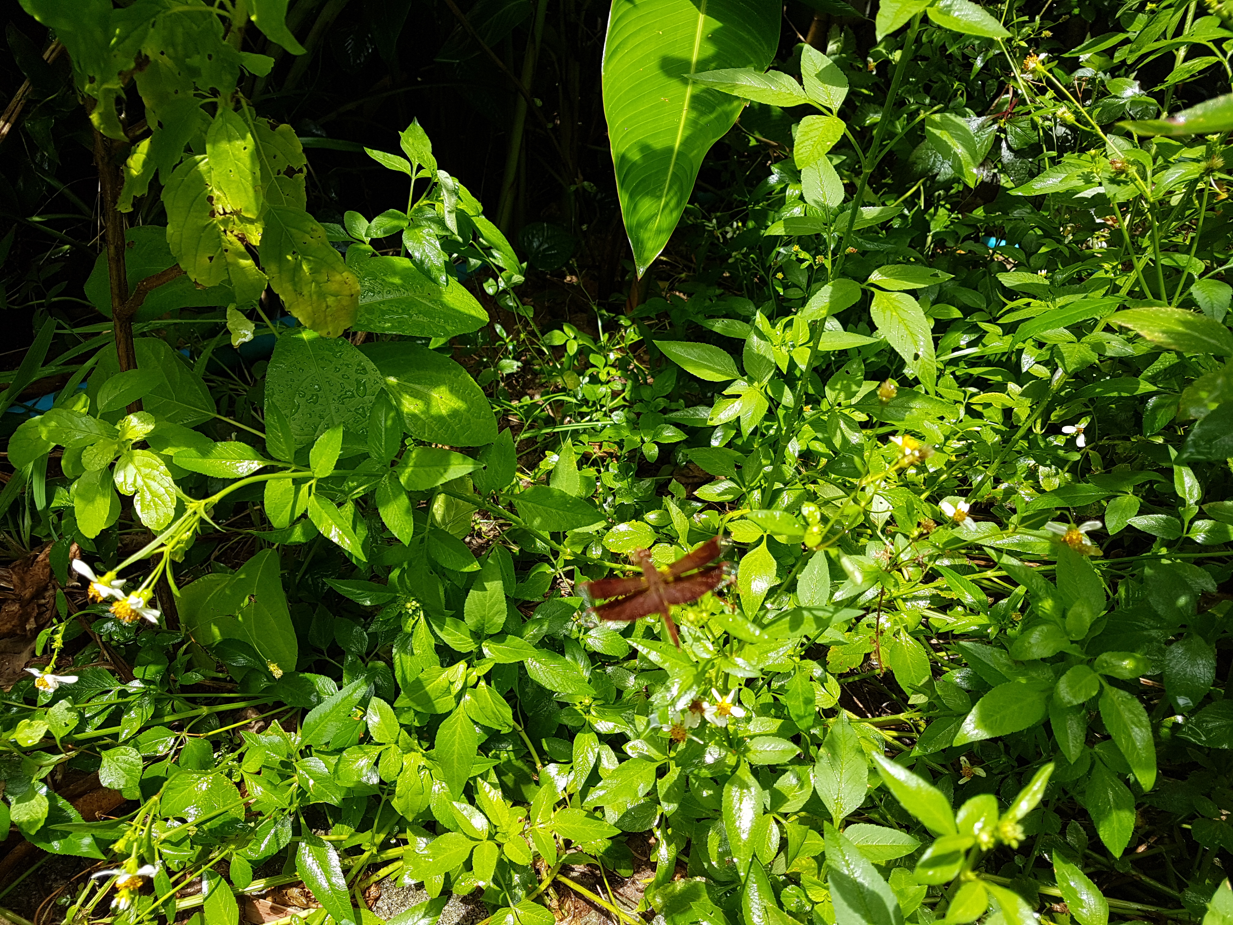 20180803_111928.jpg