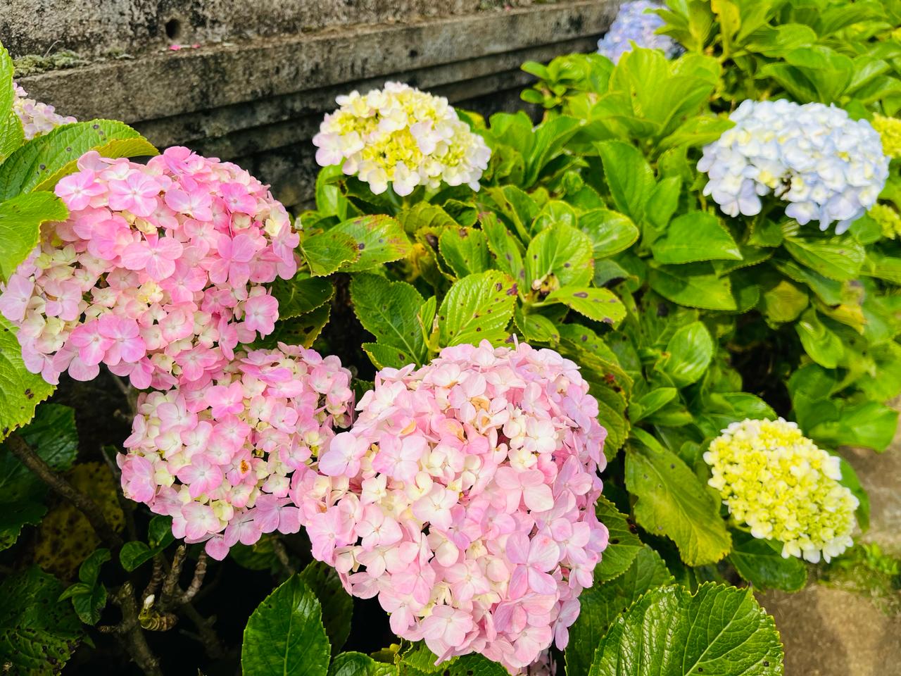 WhatsApp Image 2024-03-26 at 9.20.58 PM (5).jpeg