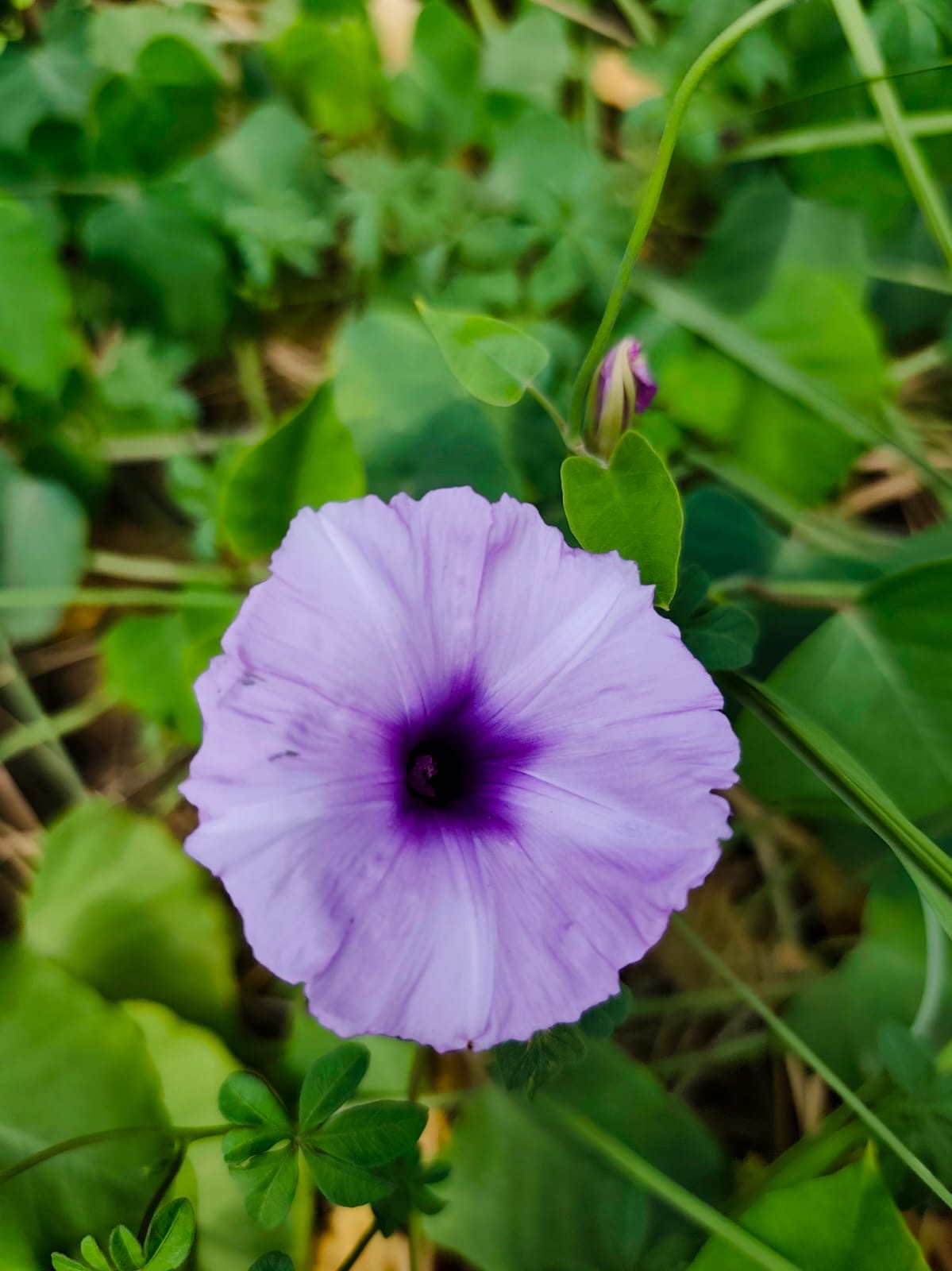 e31506e5-c69e-48e6-b2a2-782b0bfb68e2.jpeg