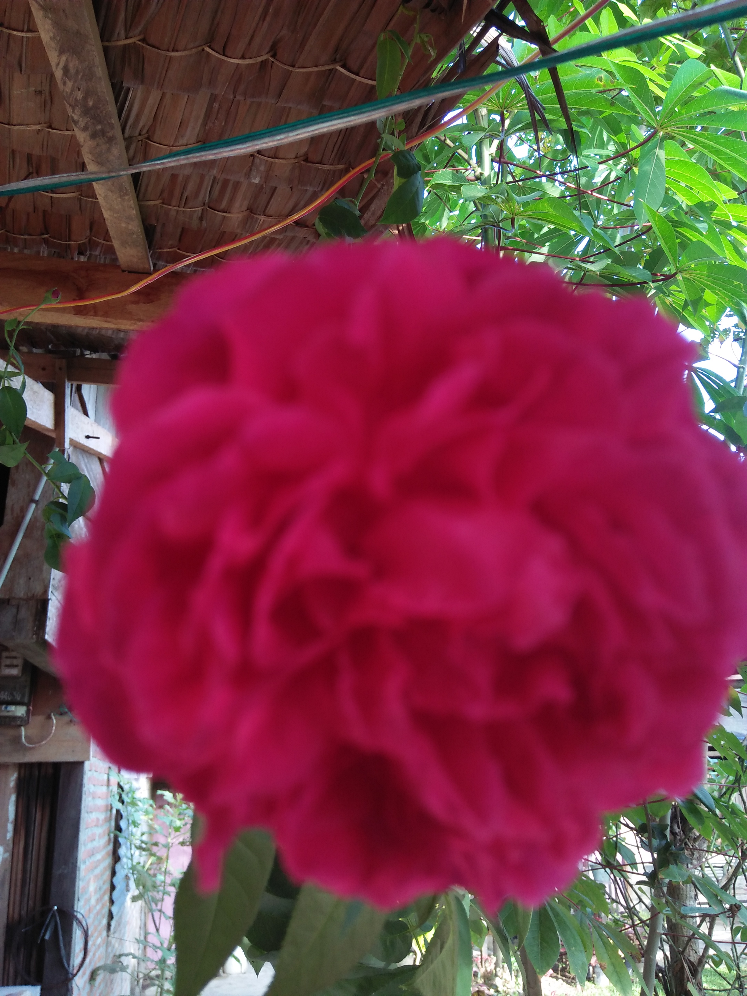 IMG20210622073404.jpg