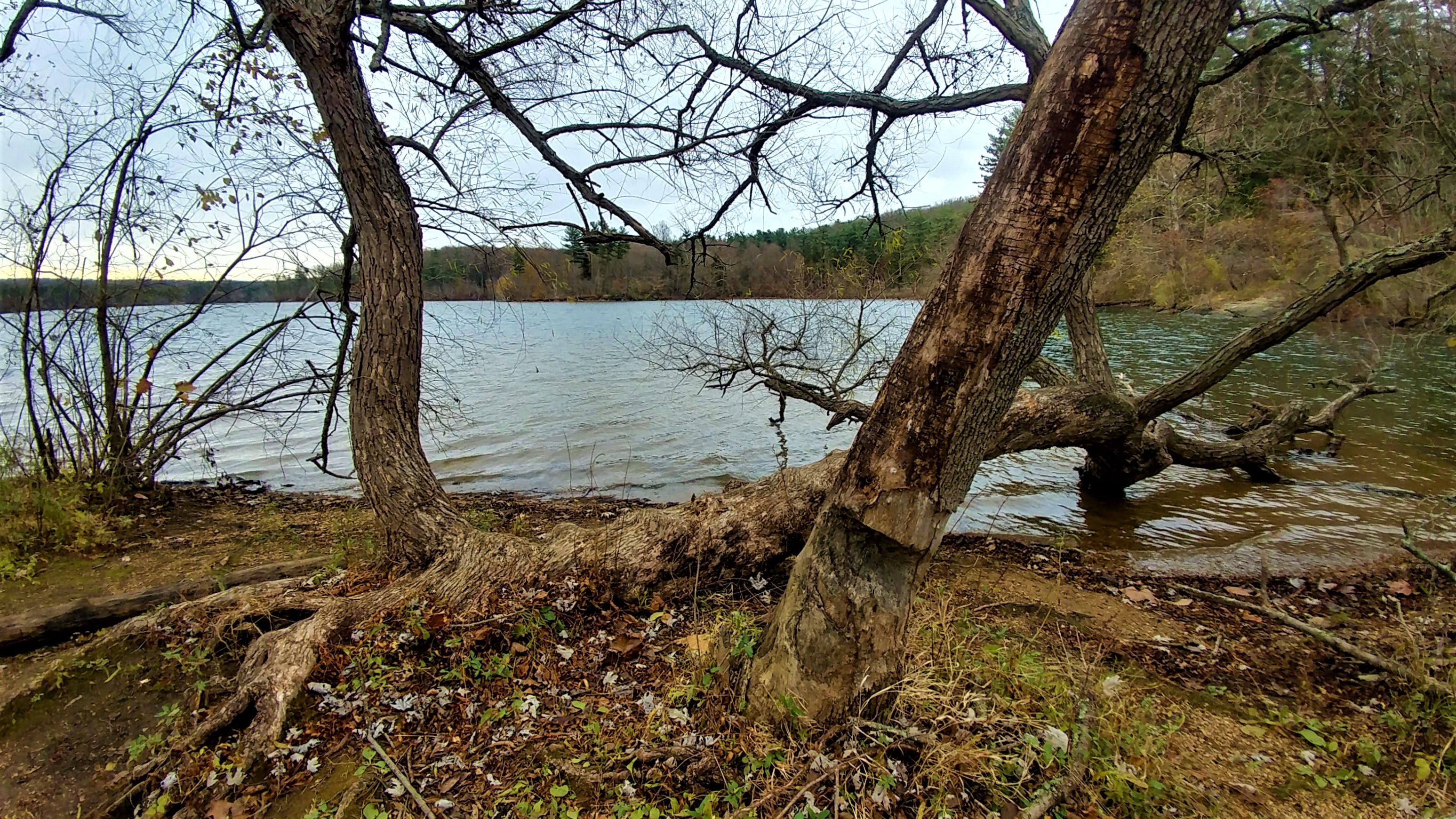 treetuesday11-19-19-10ok1.jpg