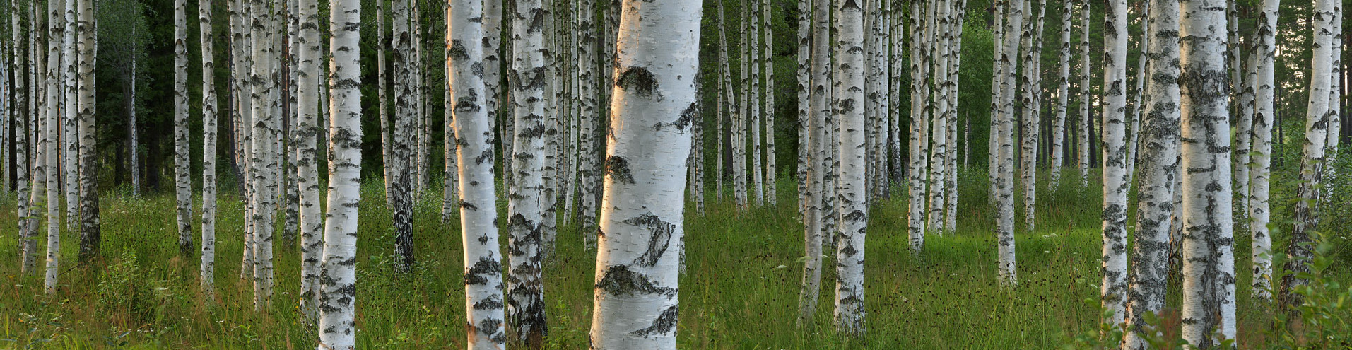 Birch2.jpg