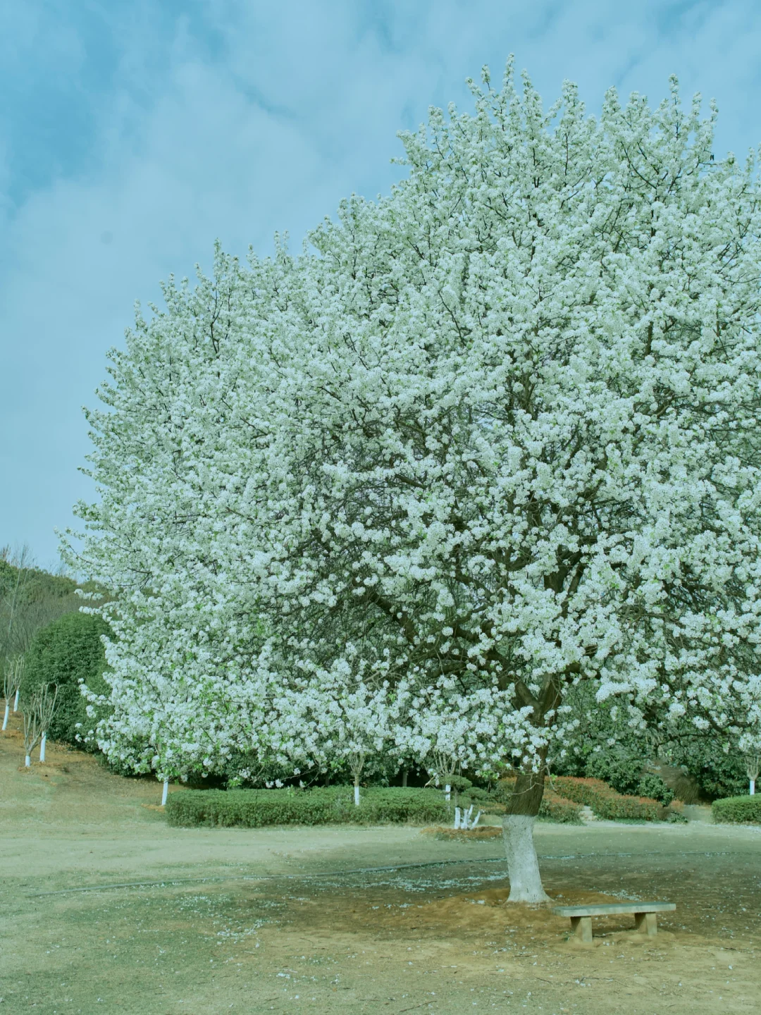 159.webp
