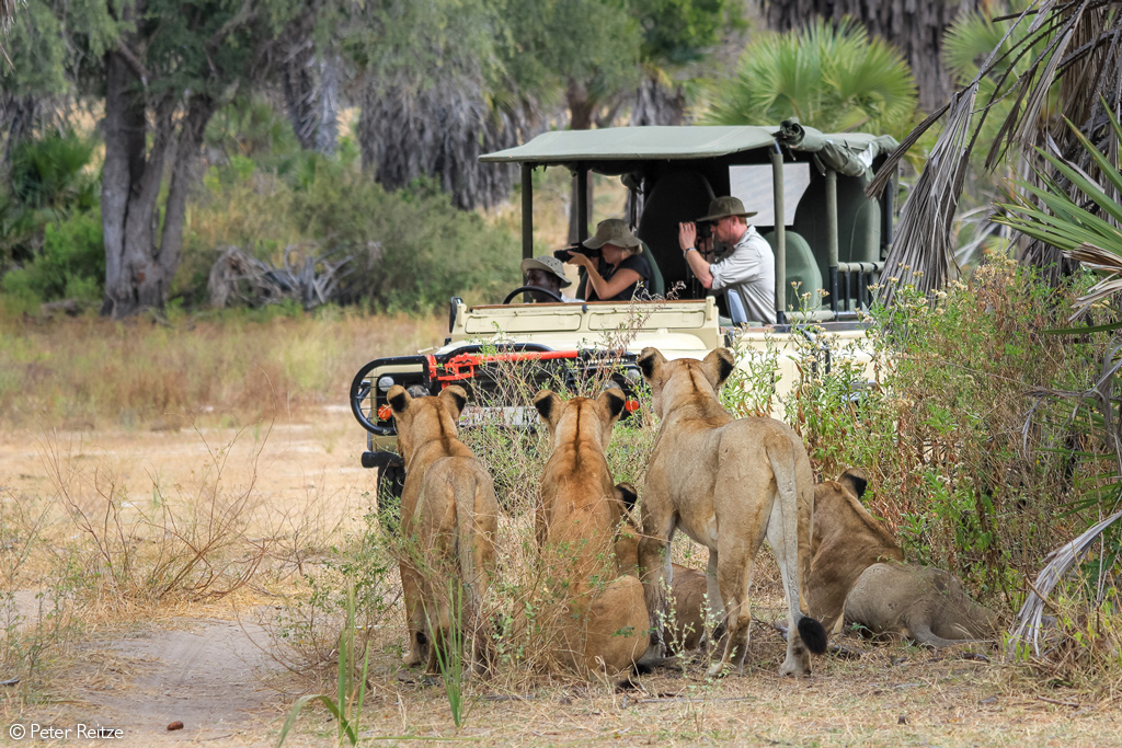 Best Tanzania safari parks to visit for Africa vacation packages.jpg