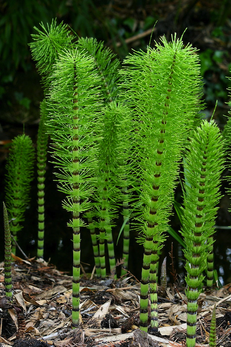 smaller-Equisetopsida.jpg