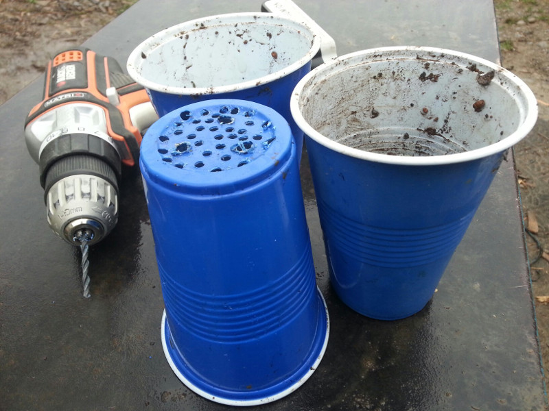 solo_cups800.jpg