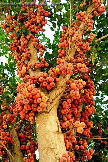 pohon-buah-ara.jpg