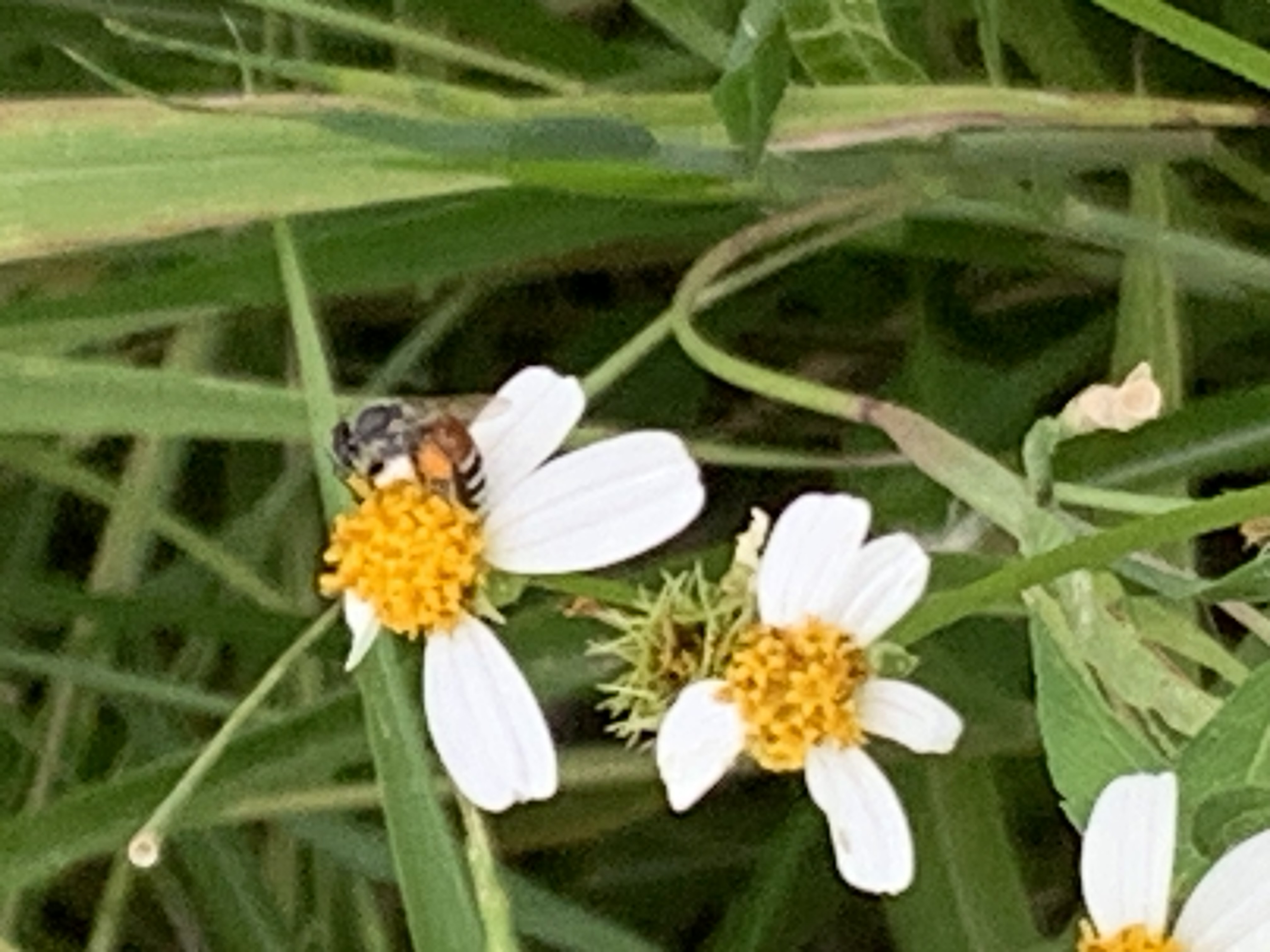 white wildflowers and bees12.jpg