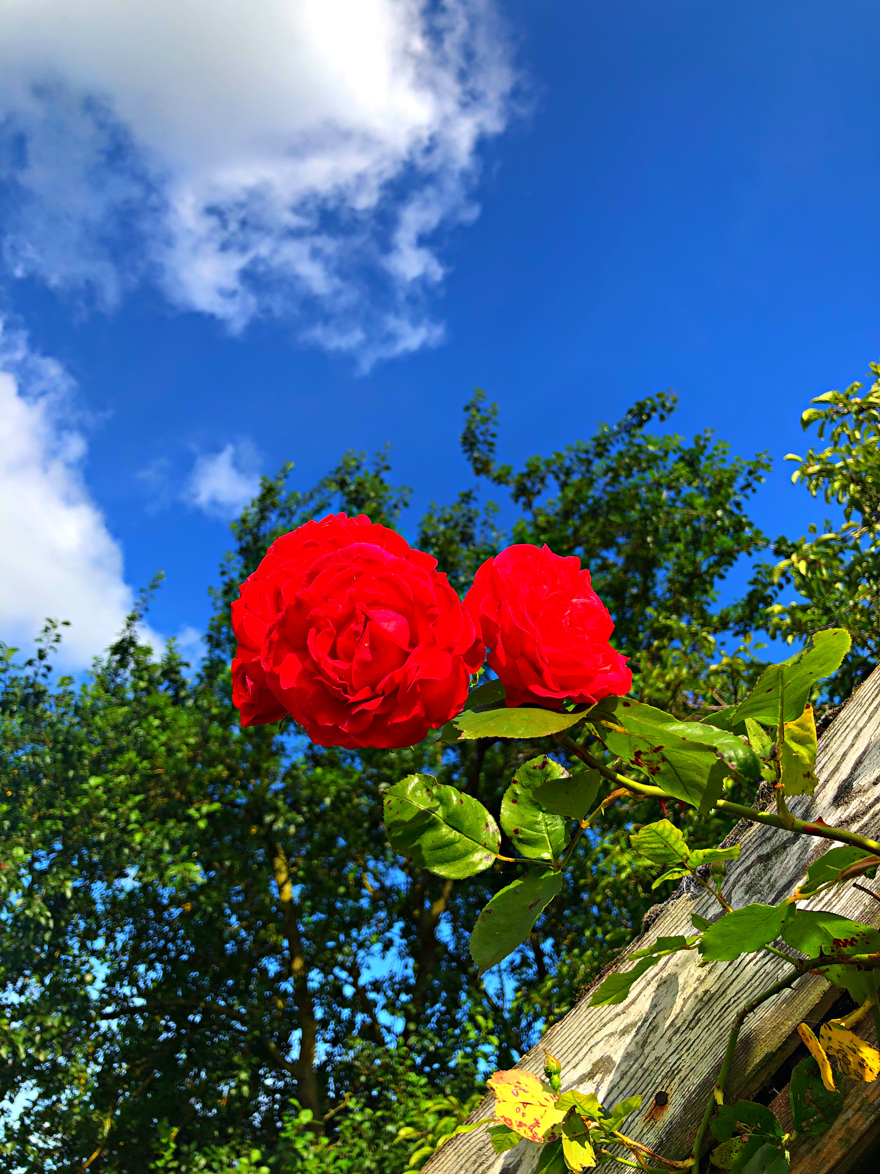 F9545154-D820-4D07-BC3B-365757C71780.JPEG