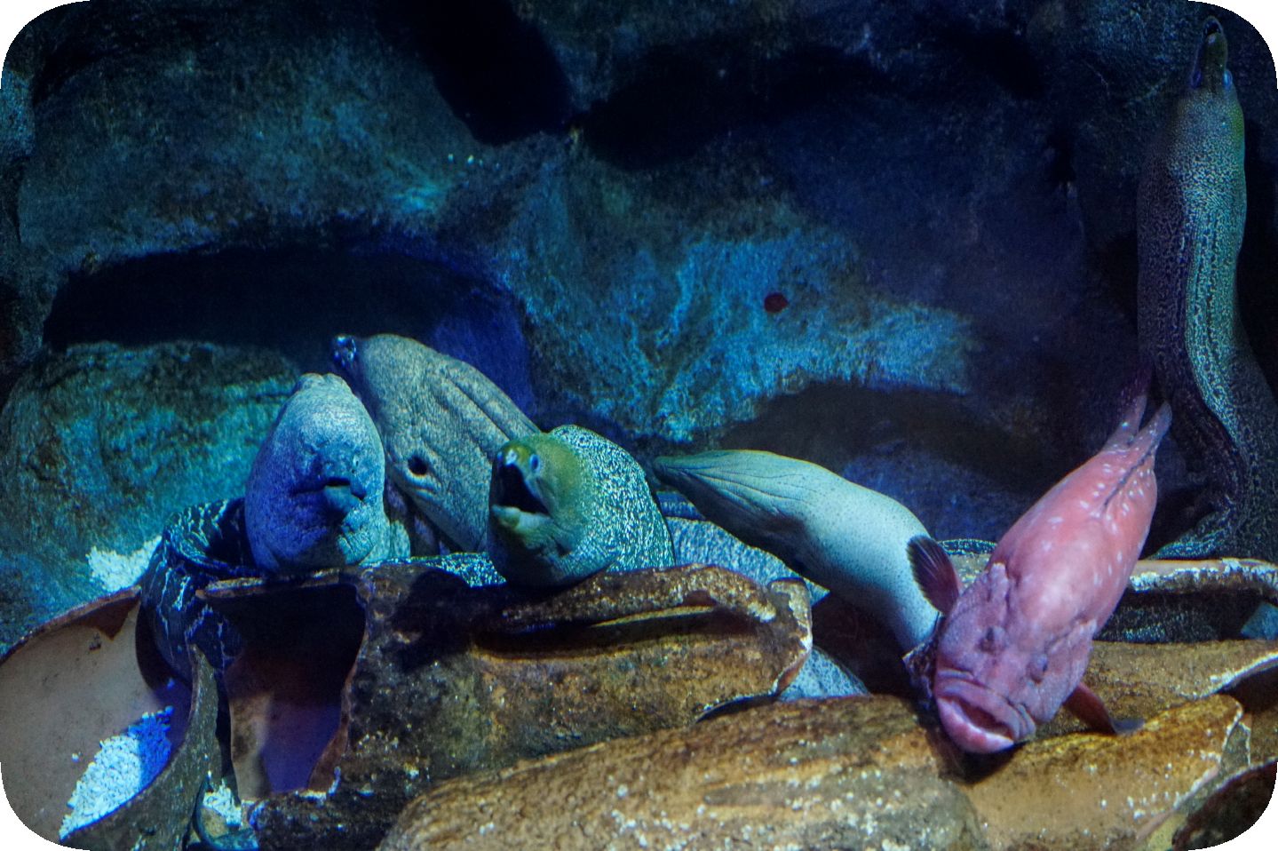 Oceanarium in St. Petersburg. Part 8--Ozeanarium in St. Petersburg. Teil 8