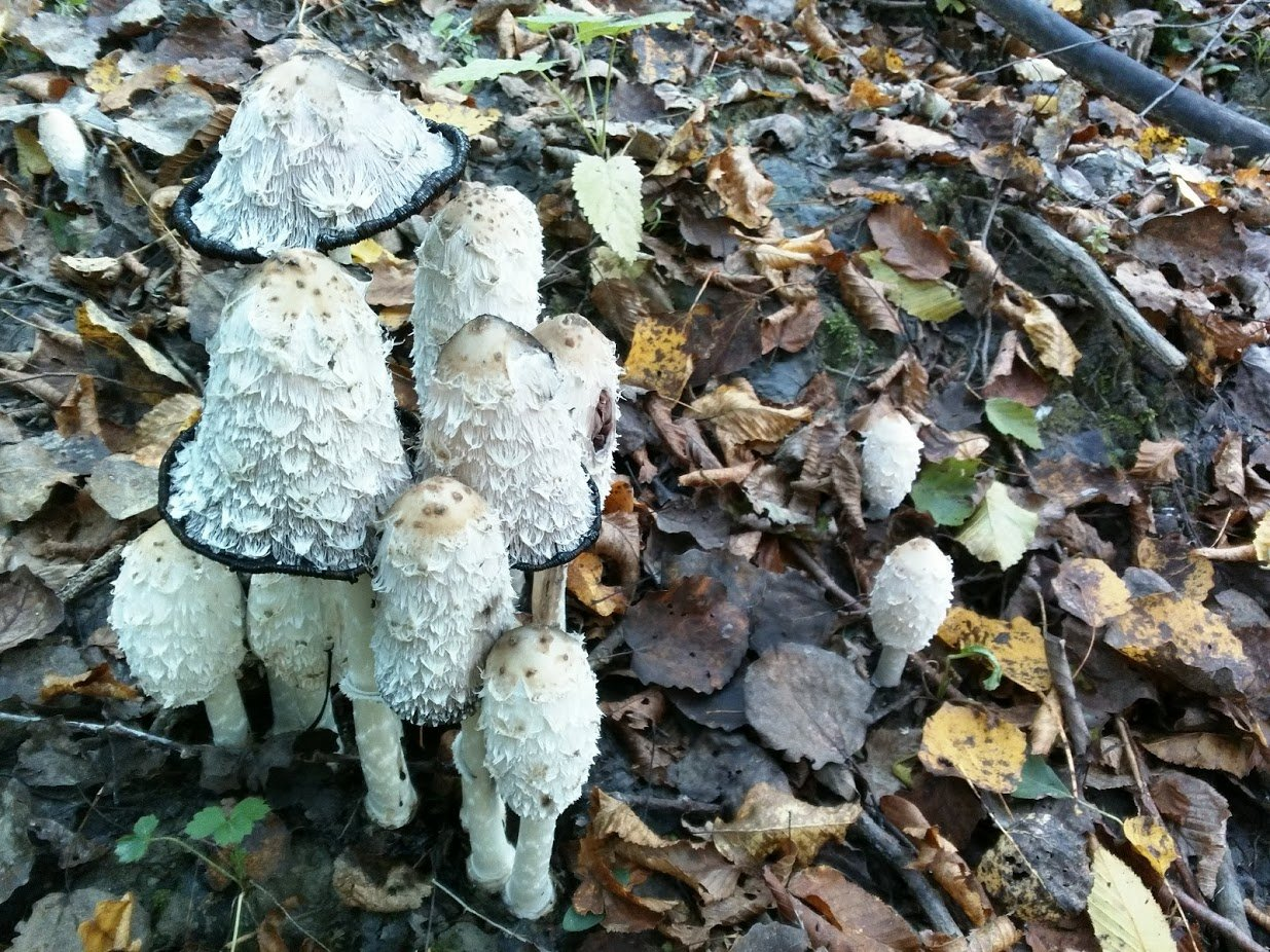 Coprinus comatus, the shaggy ink cap, lawyer's wig, or shaggy mane