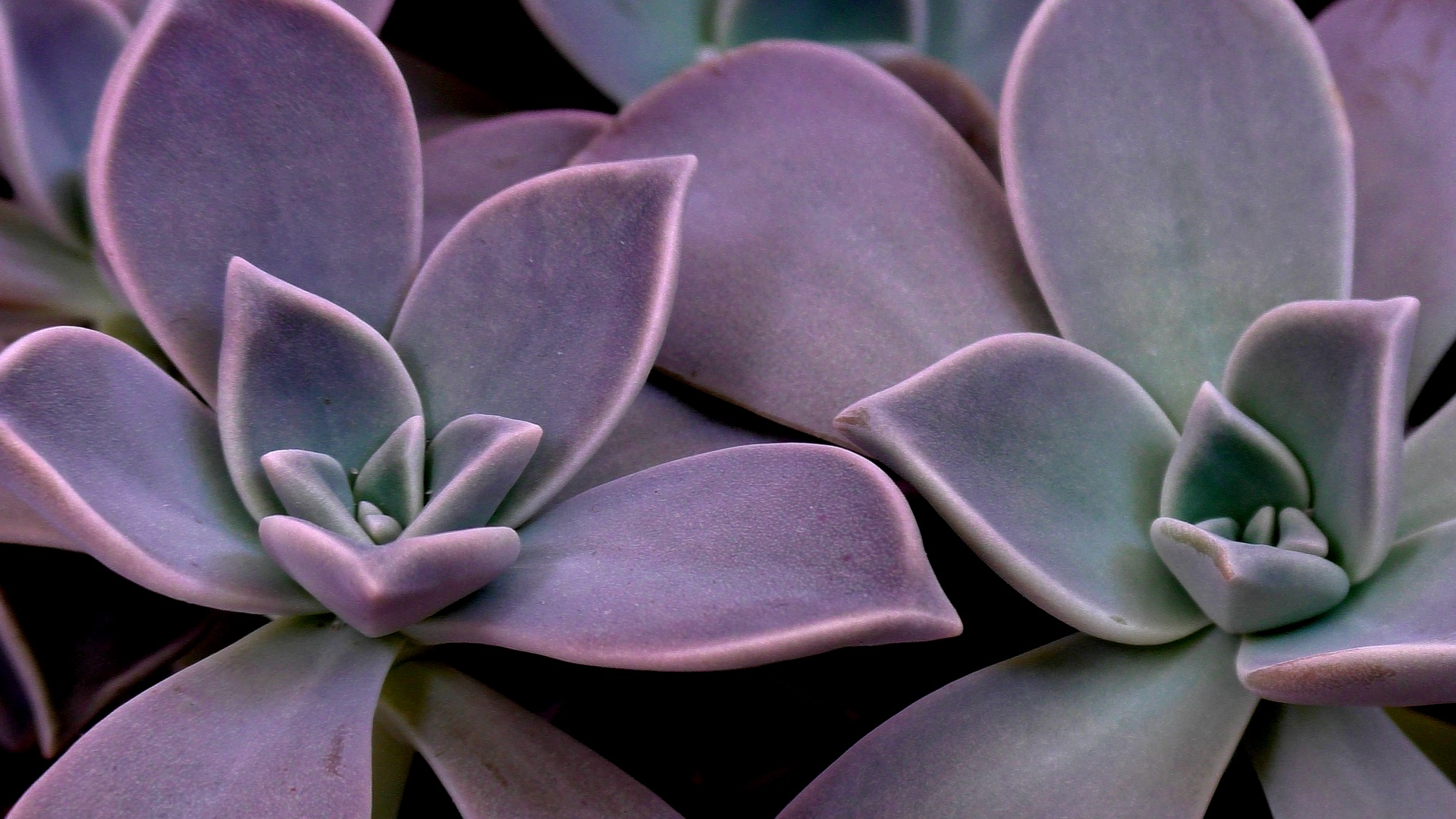 succulent-3472094_1920.jpg
