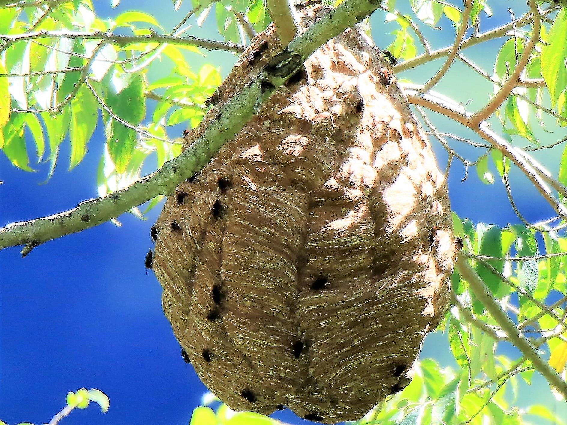 《飞鸟与夏花》每天一首自译飞鸟集（201/325） - Translate a poem form Stray Birds everyday