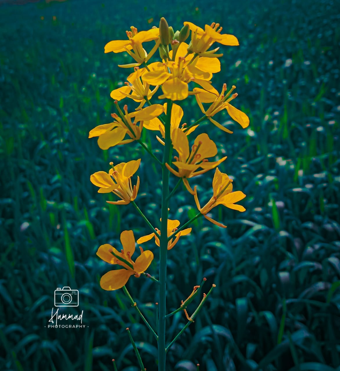 DC51B50D-B9AA-436F-98D8-711F28D6B3CC.jpeg