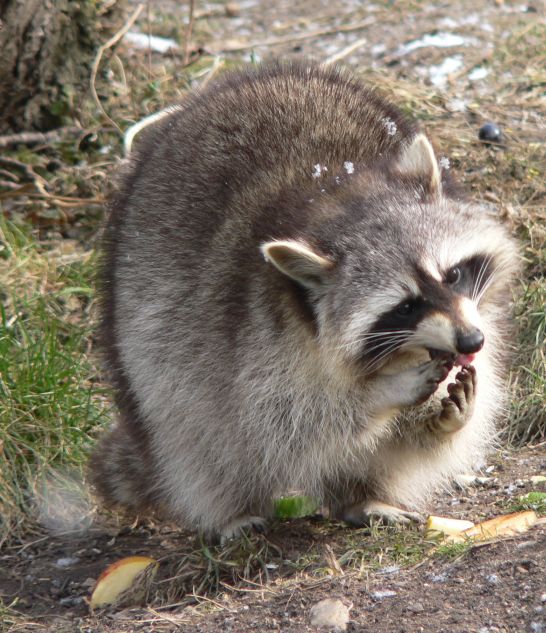 Procyon_lotor_1.jpg