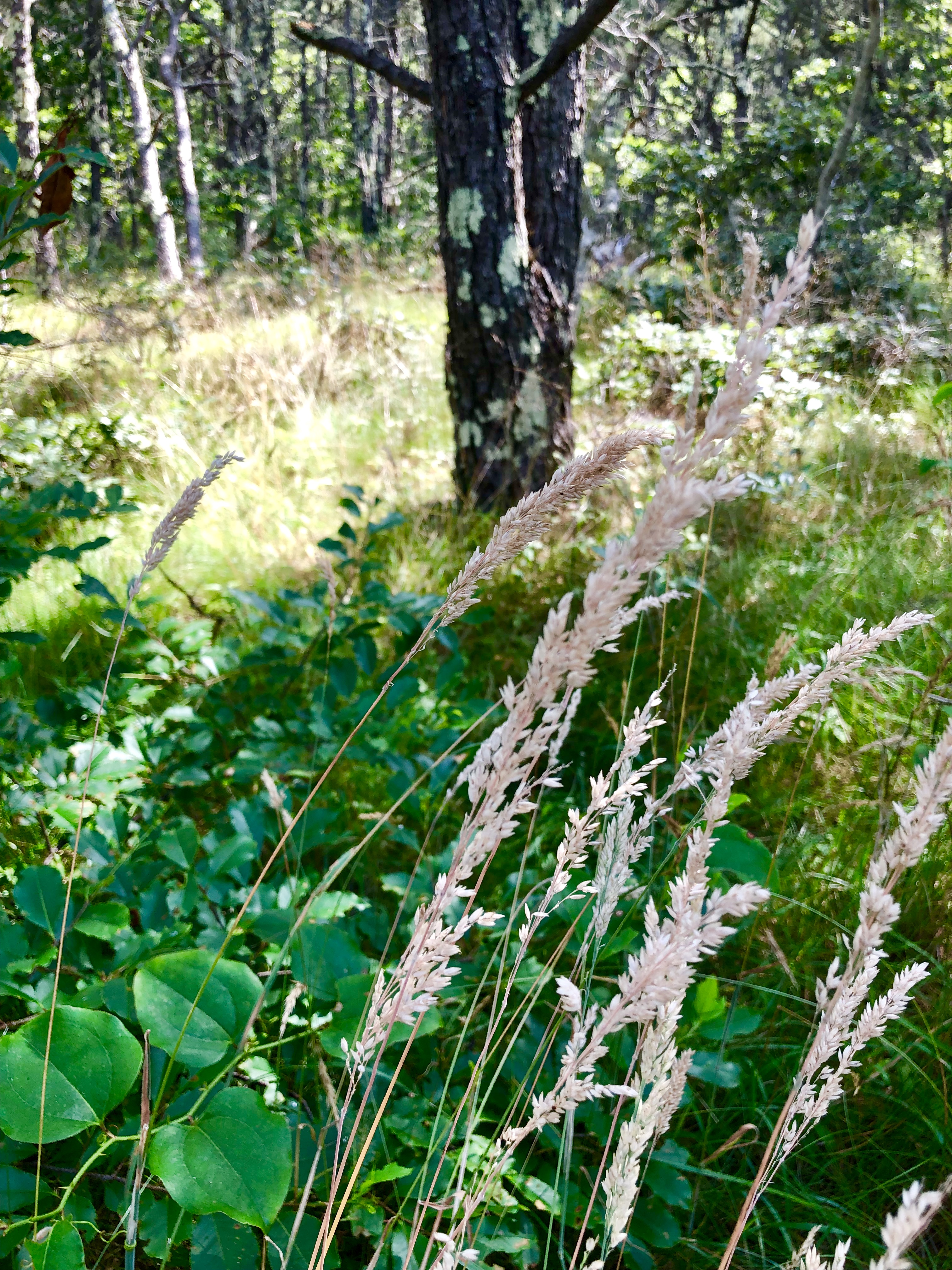 68A5F201-9A72-4768-B860-9D78023553AF.jpeg