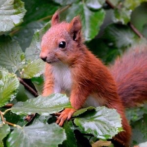 the66squirrel