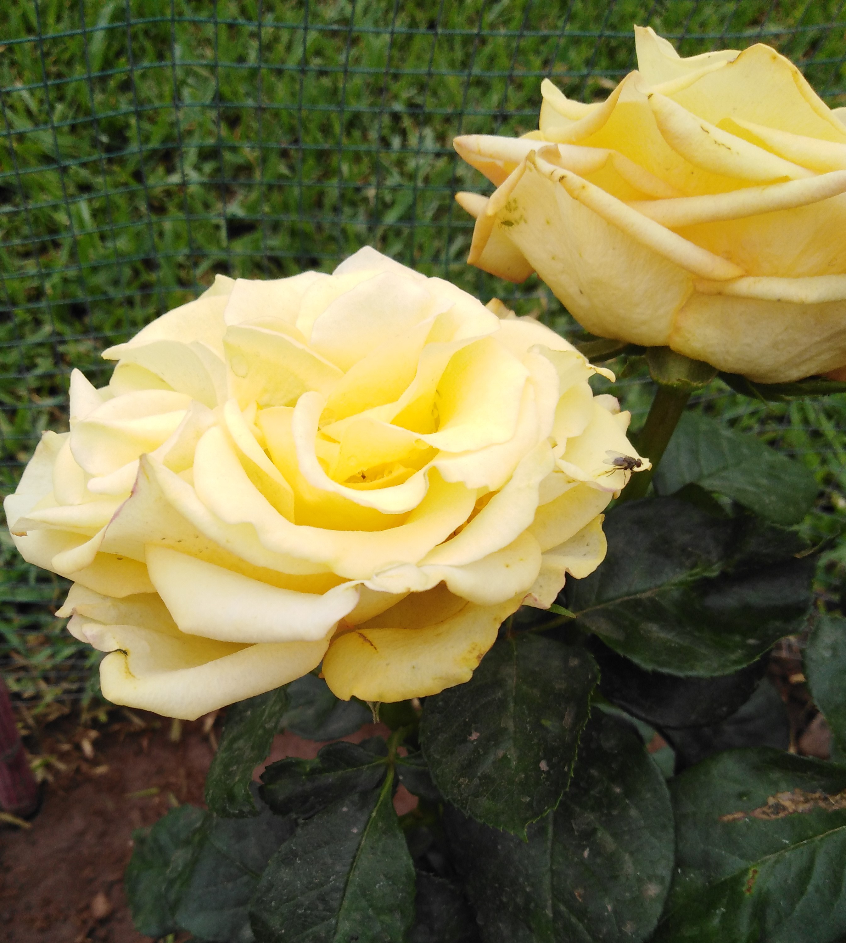 IMG_20210105_074335.jpg