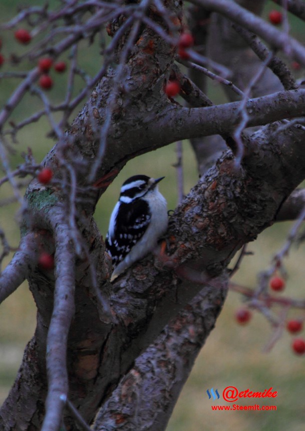 Downy Woodpecker PFW20-0116.JPG