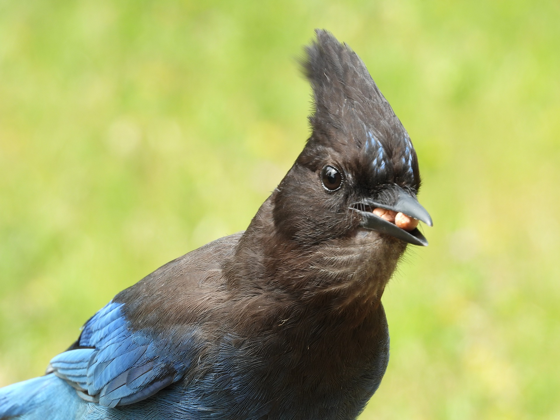 bluejay-5321134_1920.jpg