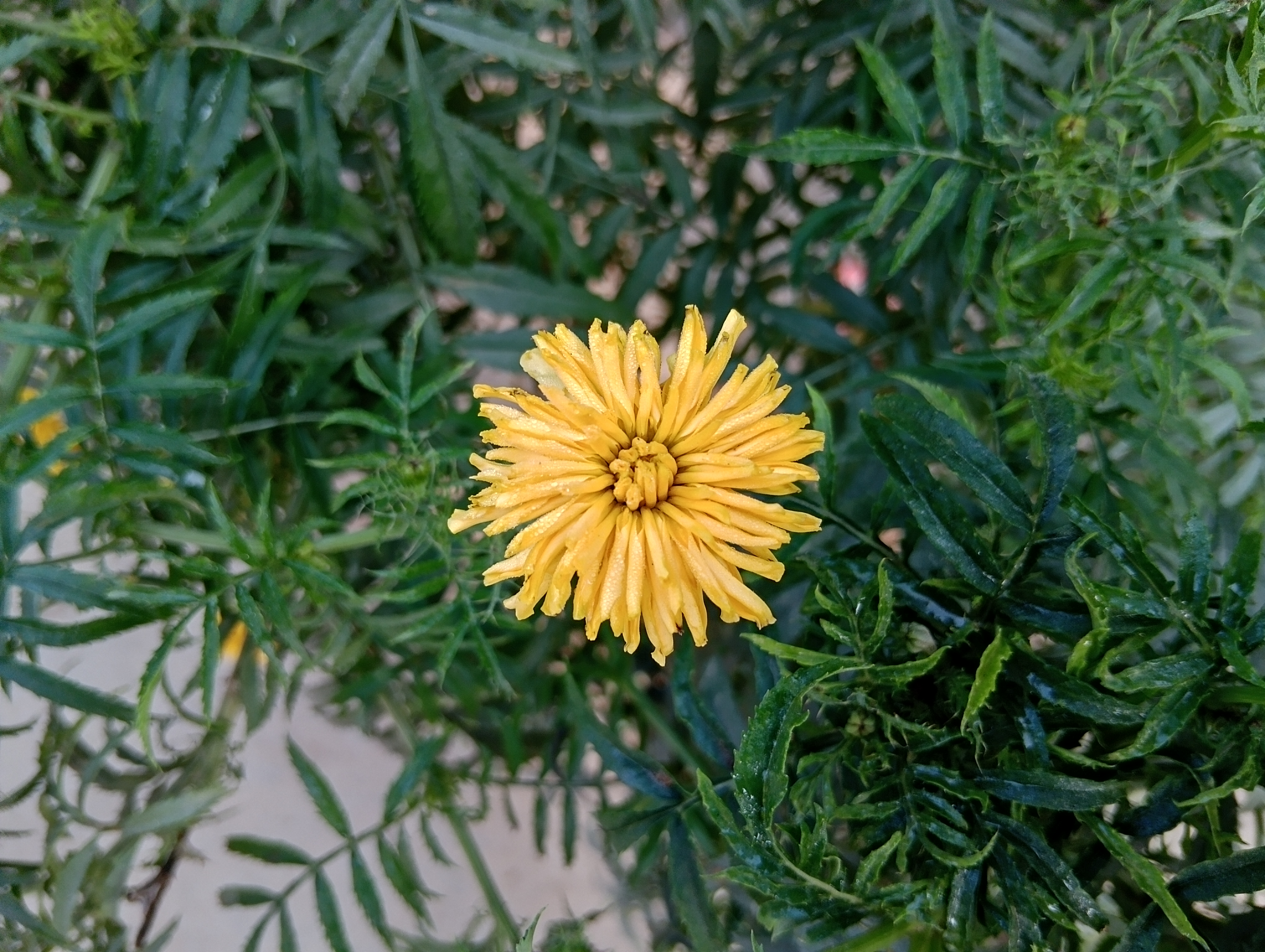1000068656.jpg
