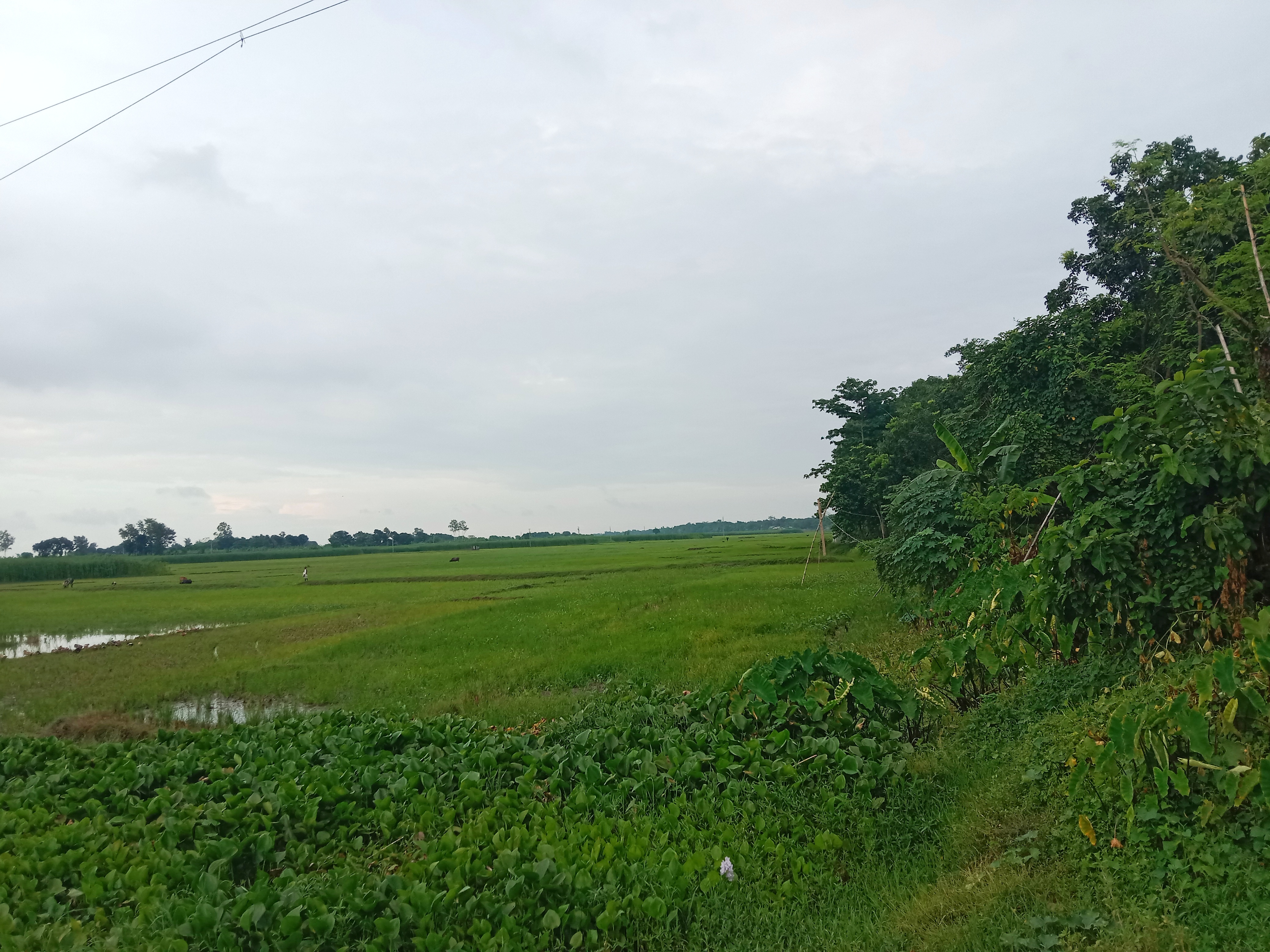 IMG_20260707_181612.jpg