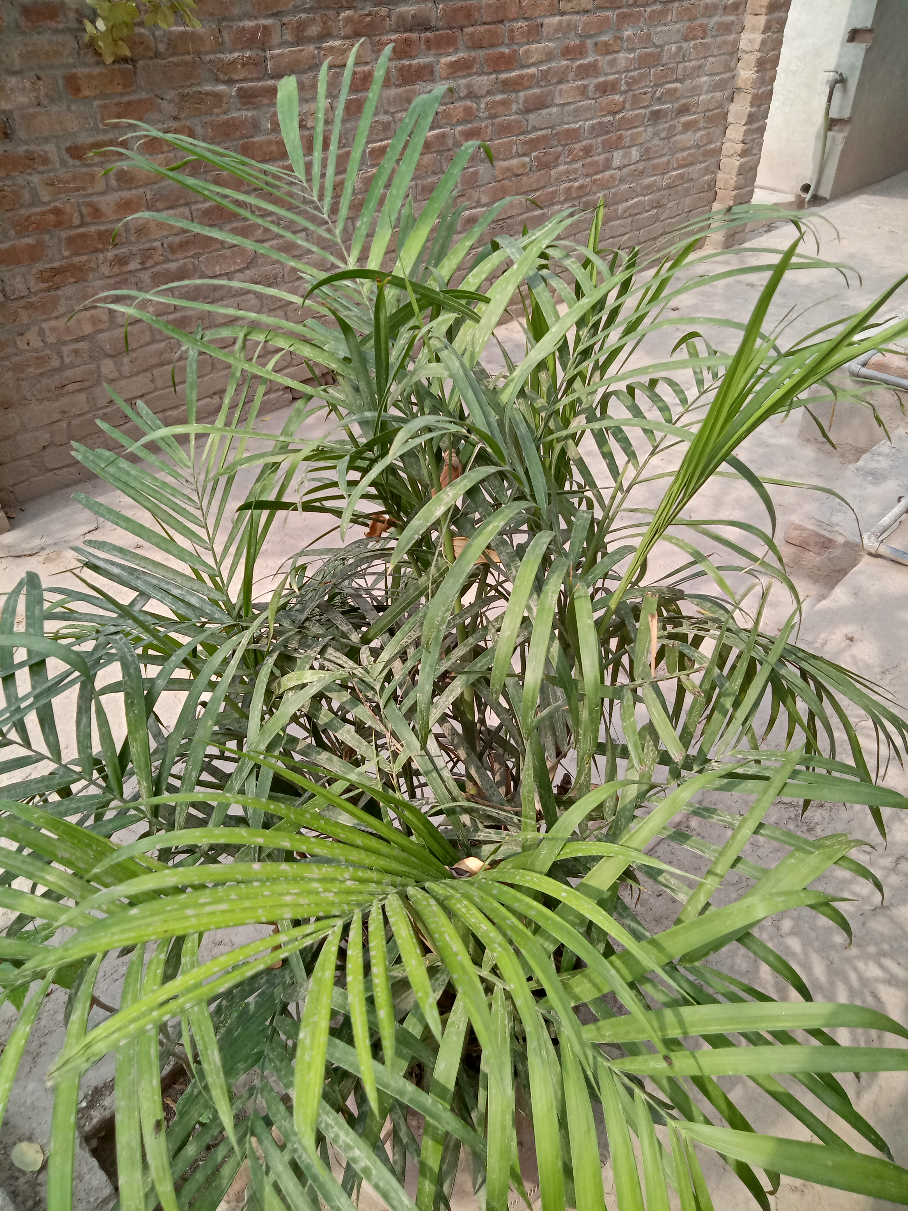 IMG20210712152336.jpg