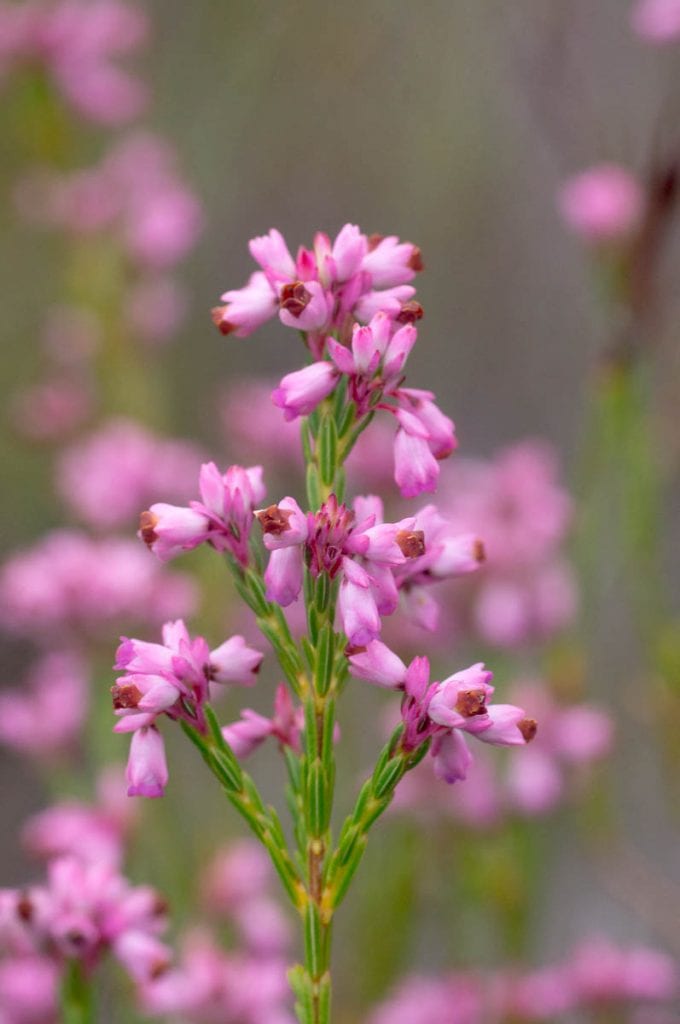 Erica-corifolia-8-680x1024.jpg