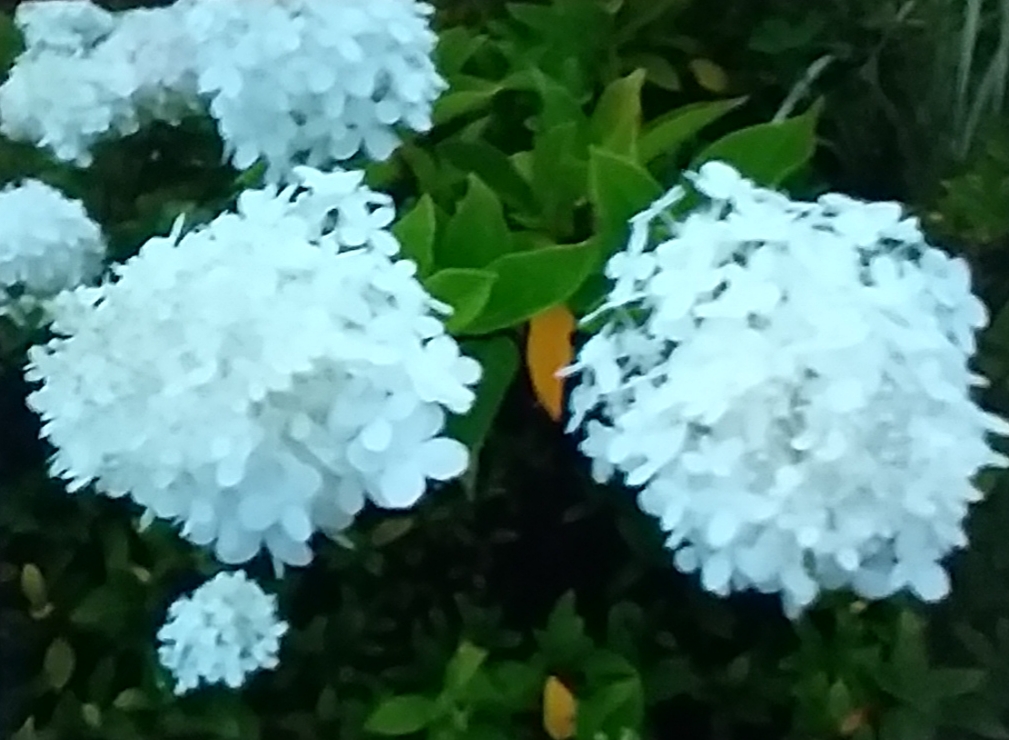 20200728_225710.jpg